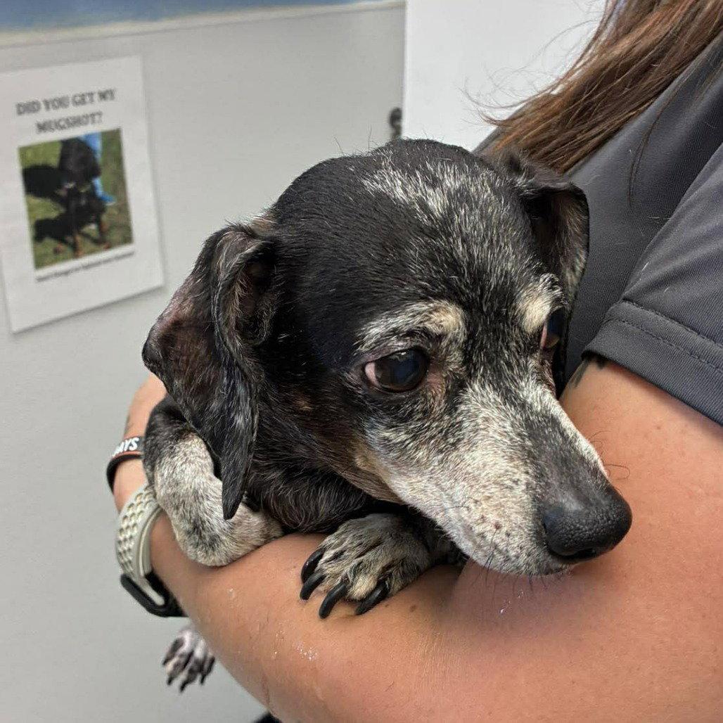 Enlarge Izzy, a Adoptable Dachshund in Pearland, TX image 3/3
