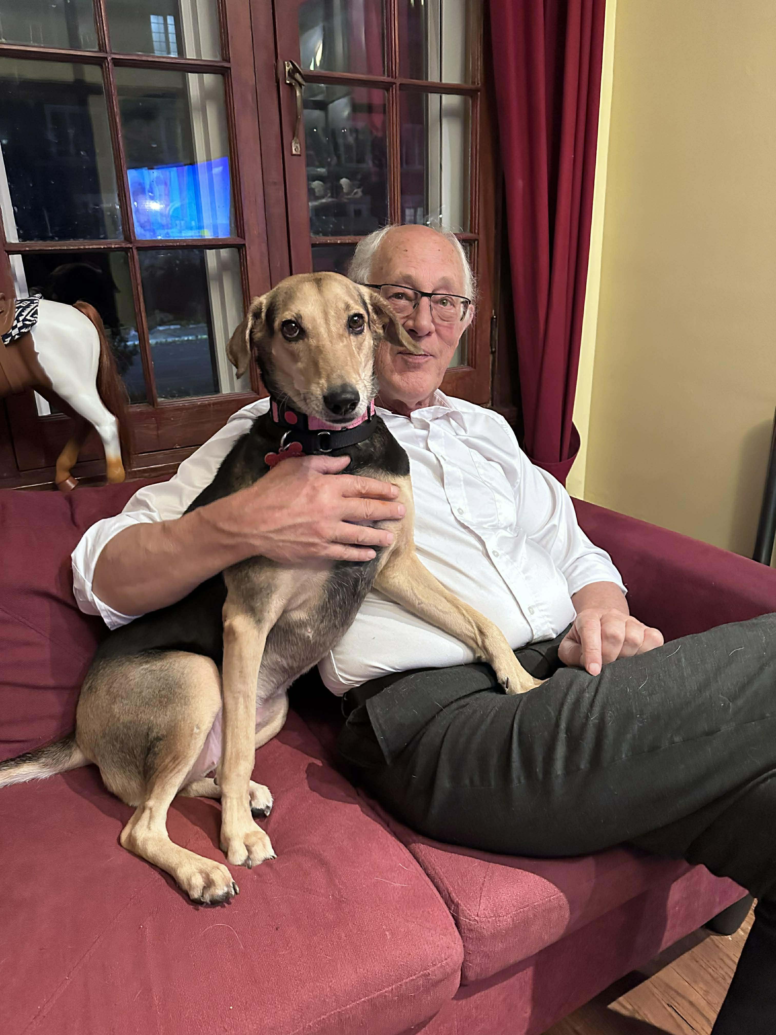 Enlarge Penny, an adoptable mixed breed in Toronto, ON image 5/6