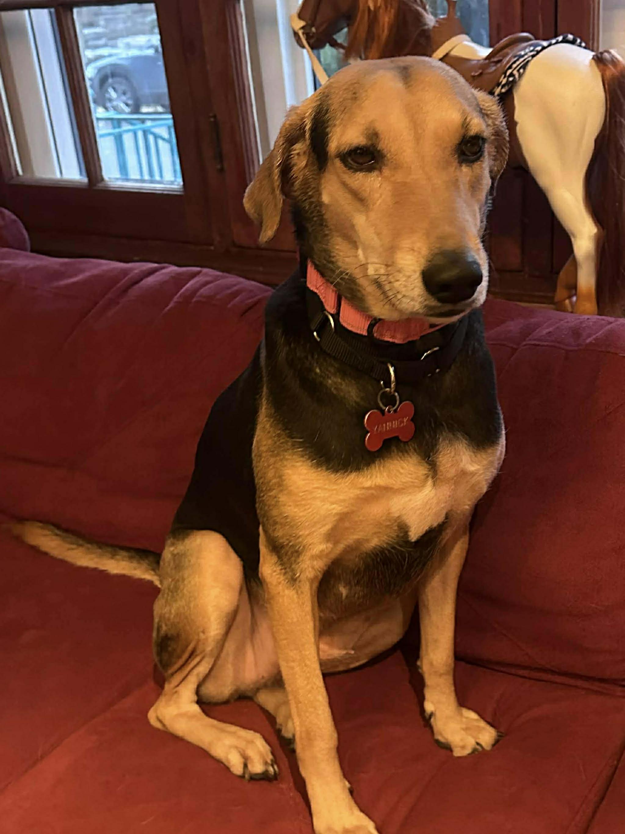 Enlarge Penny, an adoptable mixed breed in Toronto, ON image 1/6