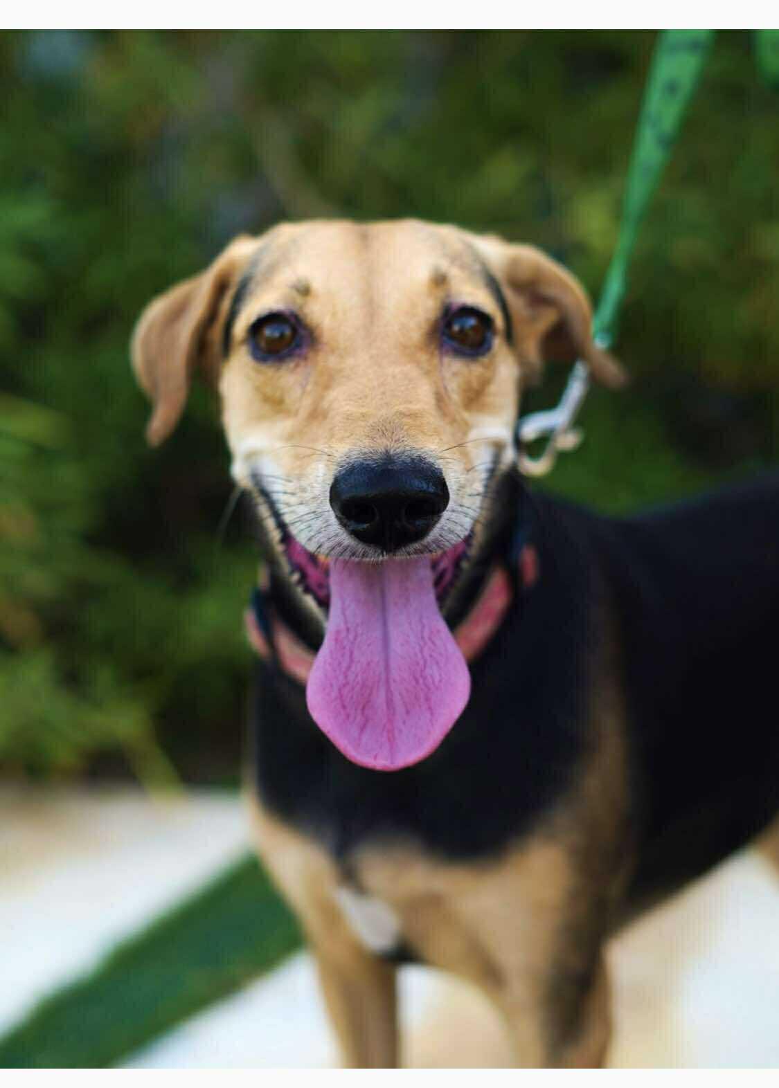 Enlarge Penny, an adoptable mixed breed in Toronto, ON image 2/6