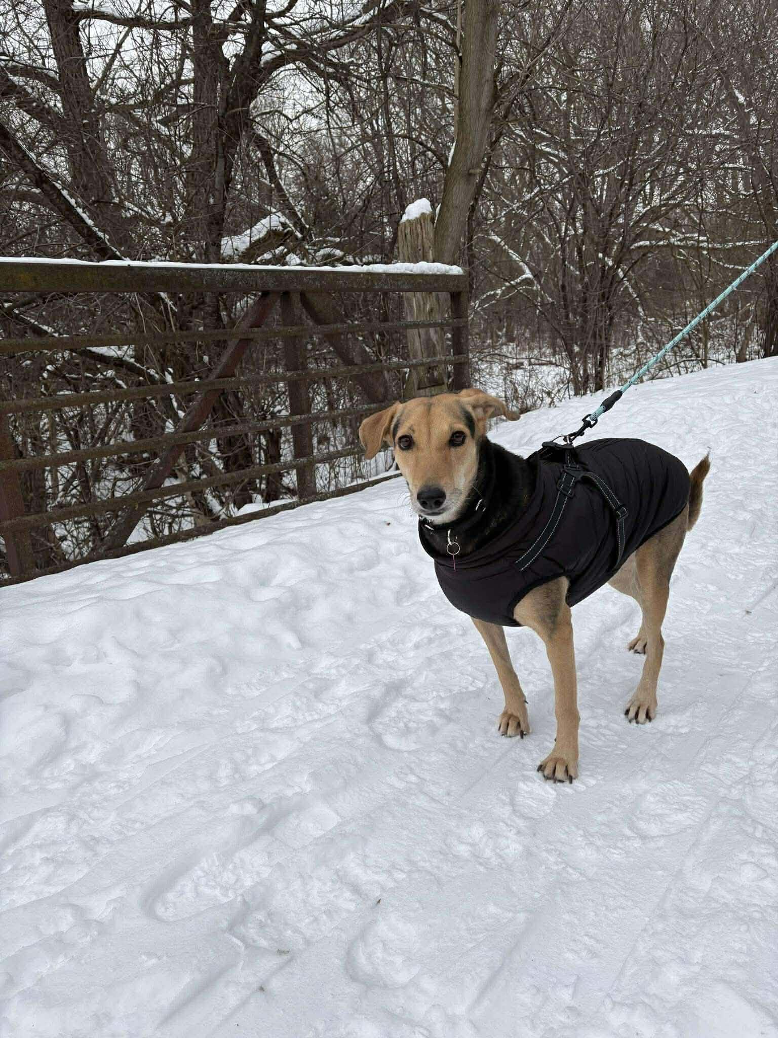 Enlarge Penny, an adoptable mixed breed in Toronto, ON image 6/6