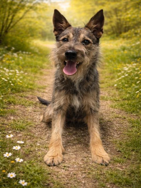 JACQUES, Adoptable, Young Male Schnauzer & German Shepherd Dog.