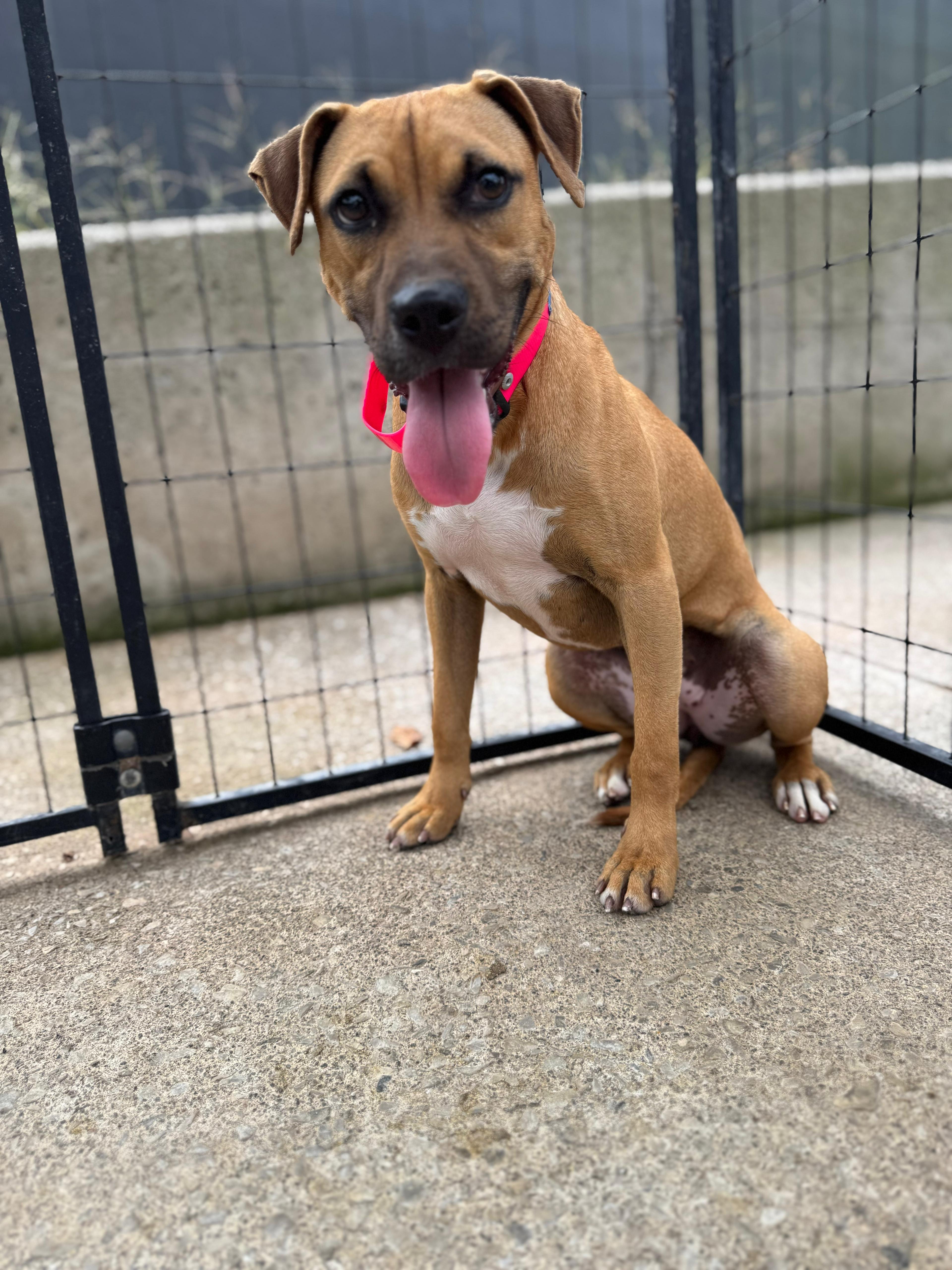 Duckie, Adoptable, Young Female American Staffordshire Terrier.