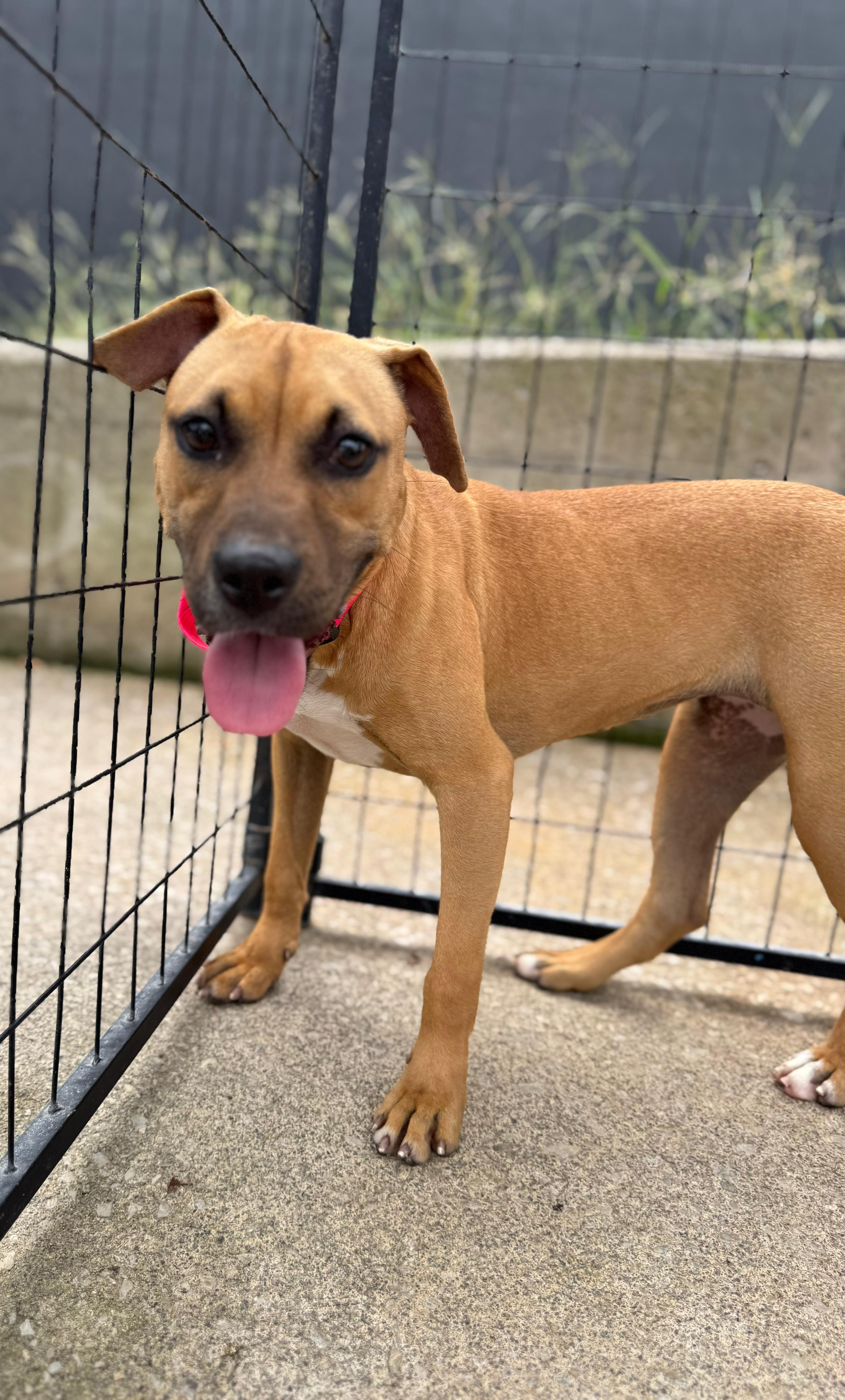 Enlarge Duckie, a Adoptable mixed breed in PHILADELPHIA, TN image 2/2