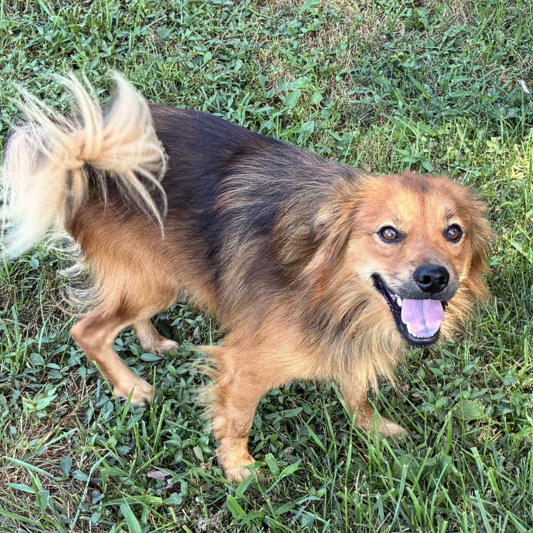 Chip, Adopted, Young Male Shetland Sheepdog / Sheltie.