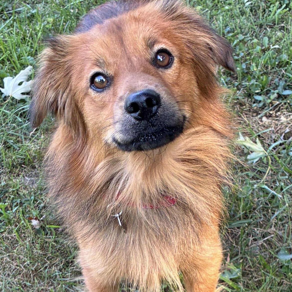 Enlarge Chip, a Adopted mixed breed in Saint Louis, MO image 2/4