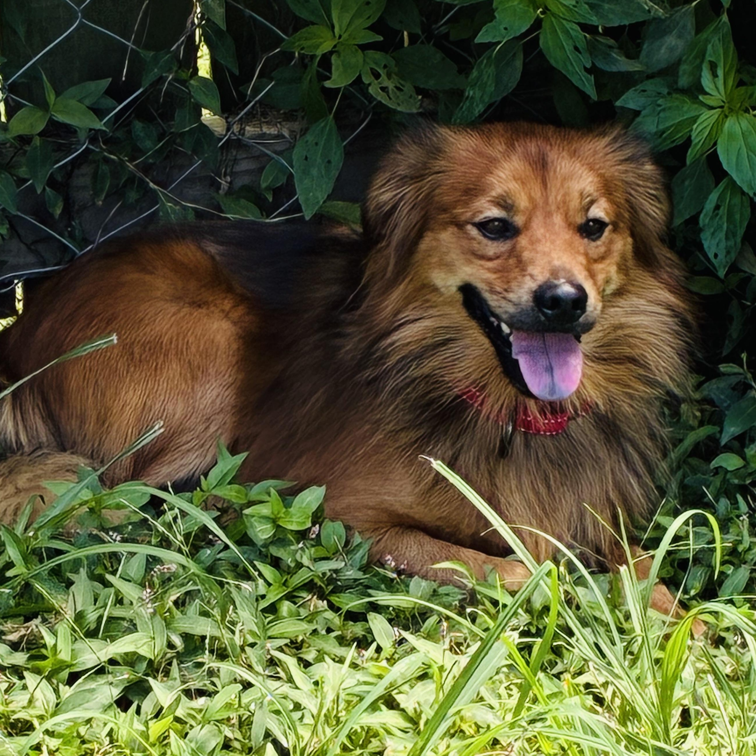 Enlarge Chip, a Adopted mixed breed in Saint Louis, MO image 4/4