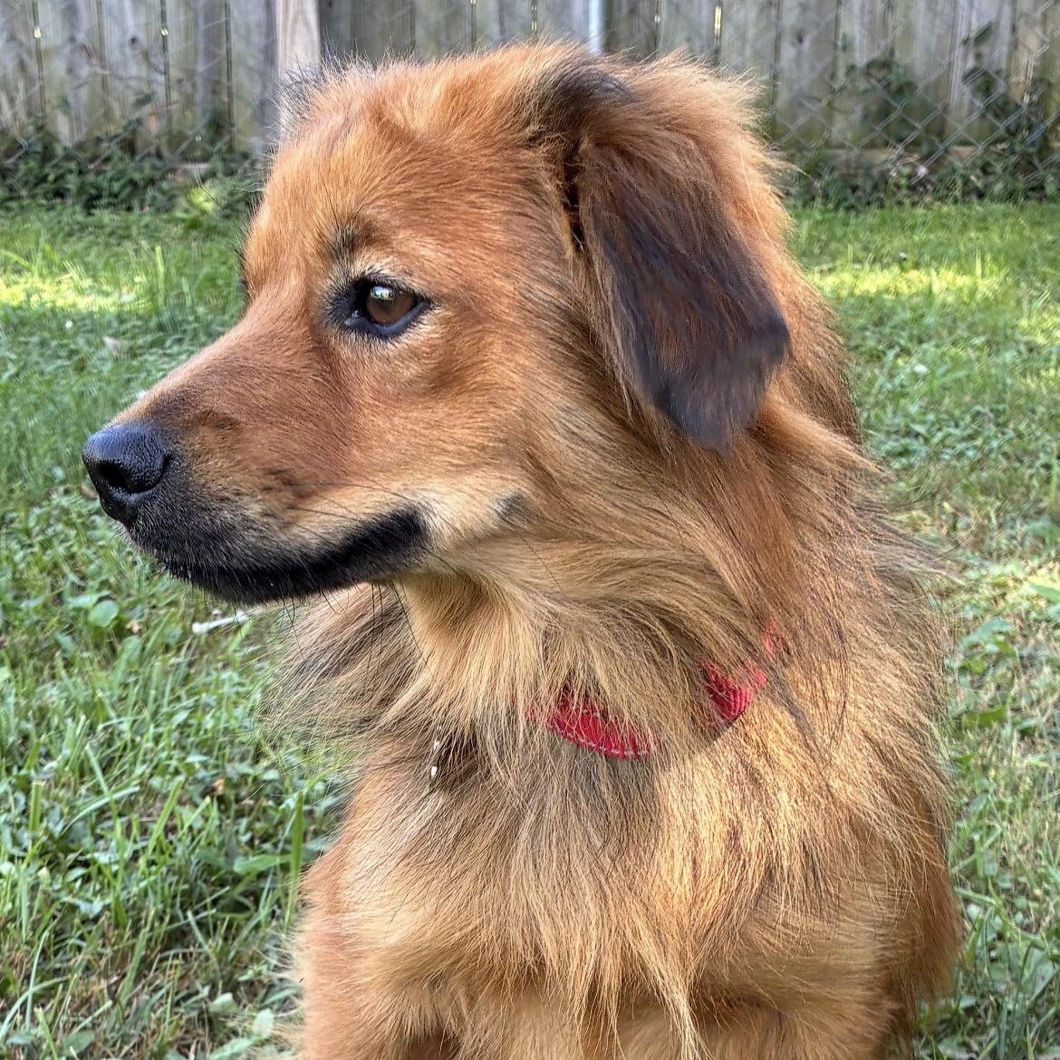 Enlarge Chip, a Adopted mixed breed in Saint Louis, MO image 3/4