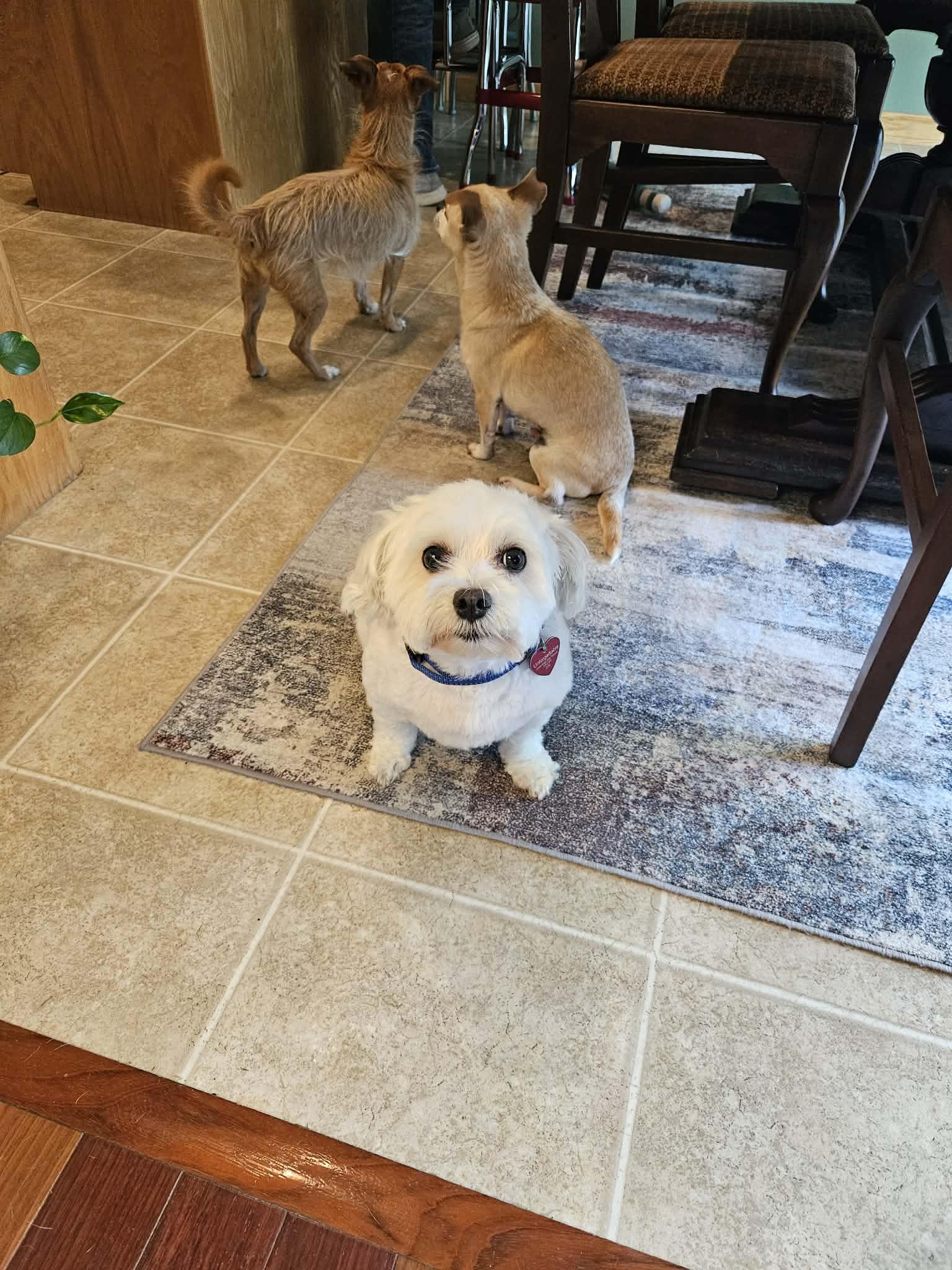 Louie, Adoptable, Senior Male Bichon Frise.