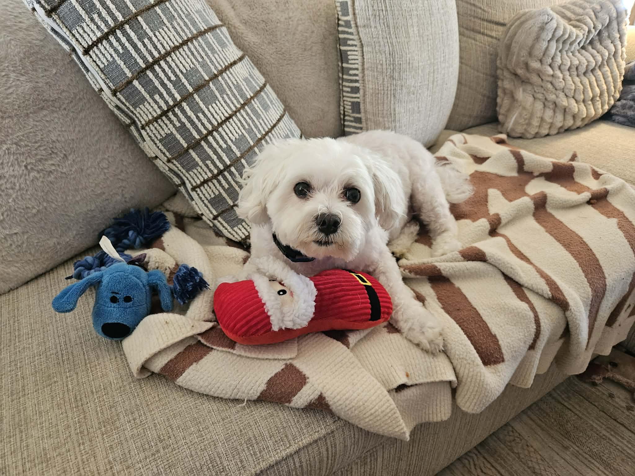 Louie, a Adoptable Bichon Frise in Little Chute, WI image 2/3