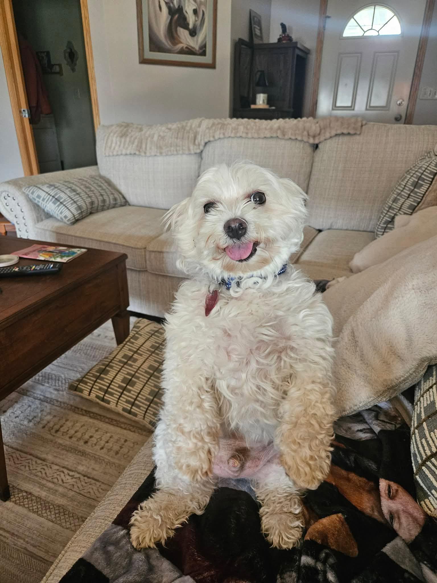 Louie, a Adoptable Bichon Frise in Little Chute, WI image 3/3