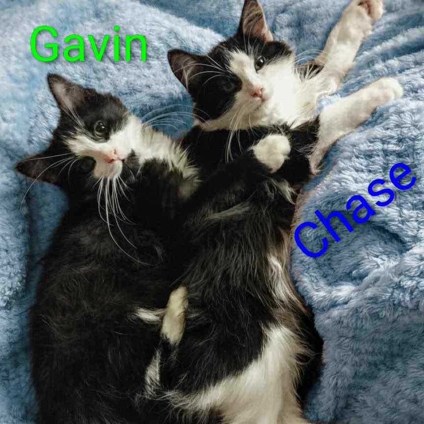 Gavin & Chase