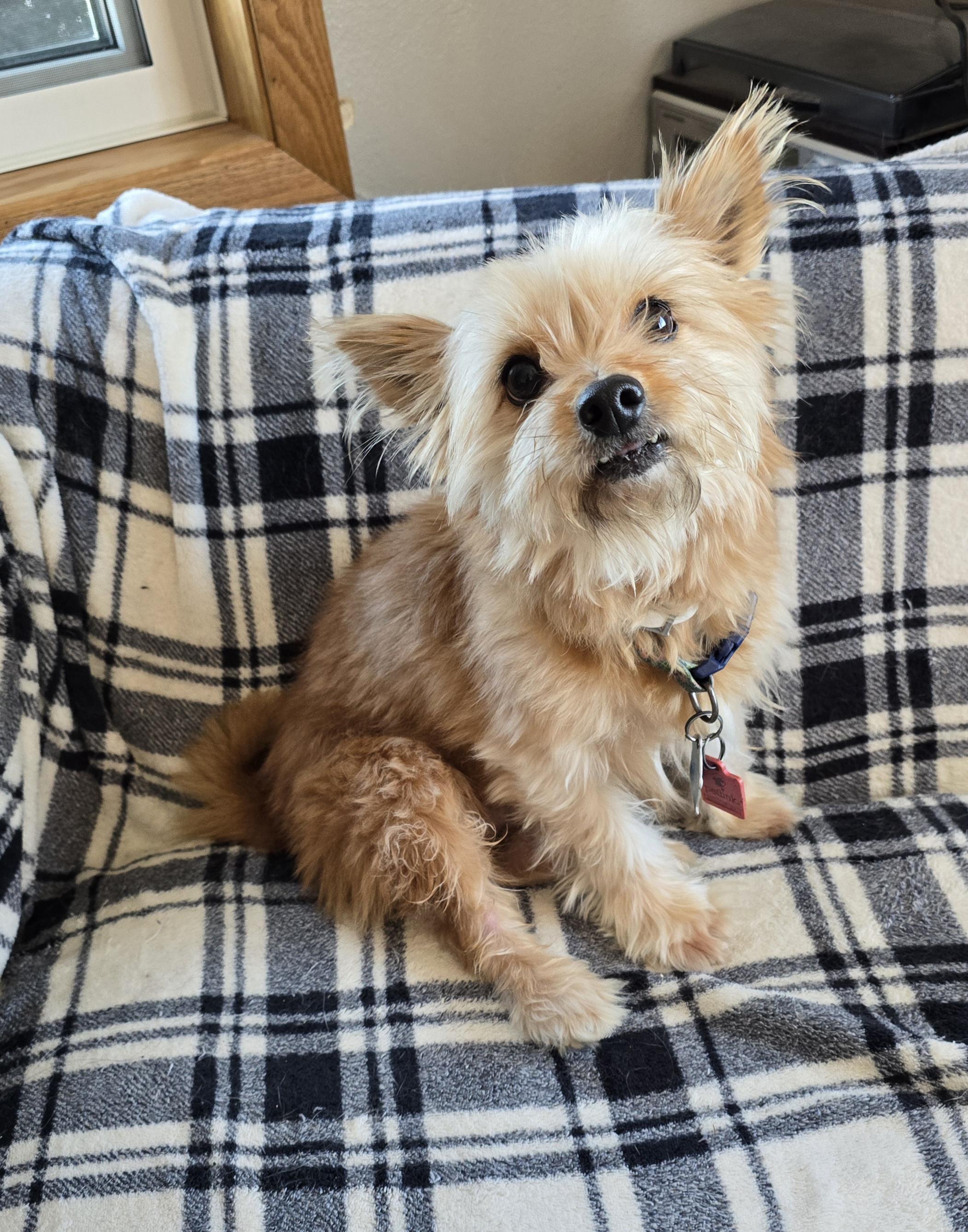 Enlarge Lilly, a ADOPTABLE mixed breed in Jamestown, ND image 2/6