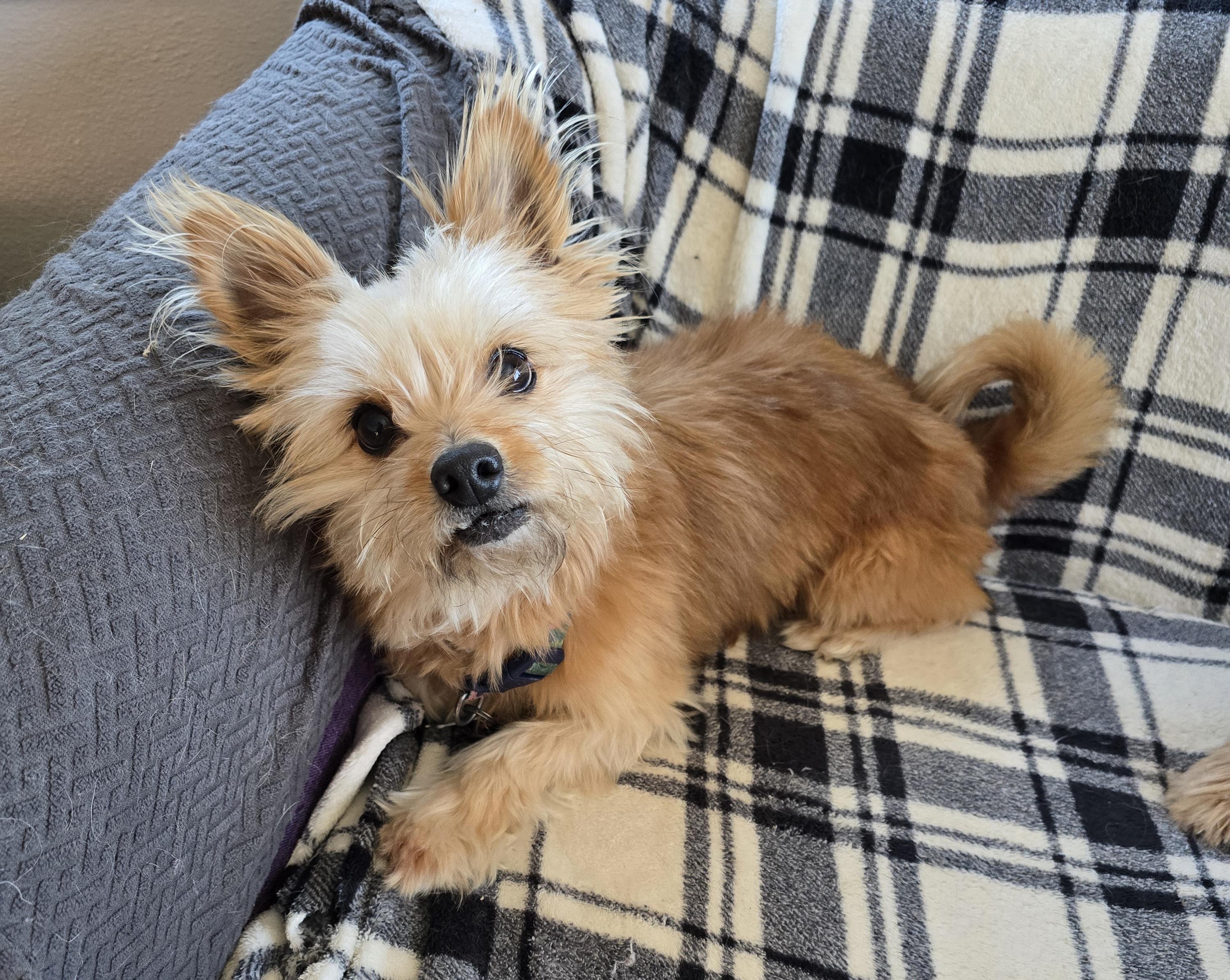 Lilly, ADOPTABLE, Adult Female Yorkshire Terrier & Pomeranian.