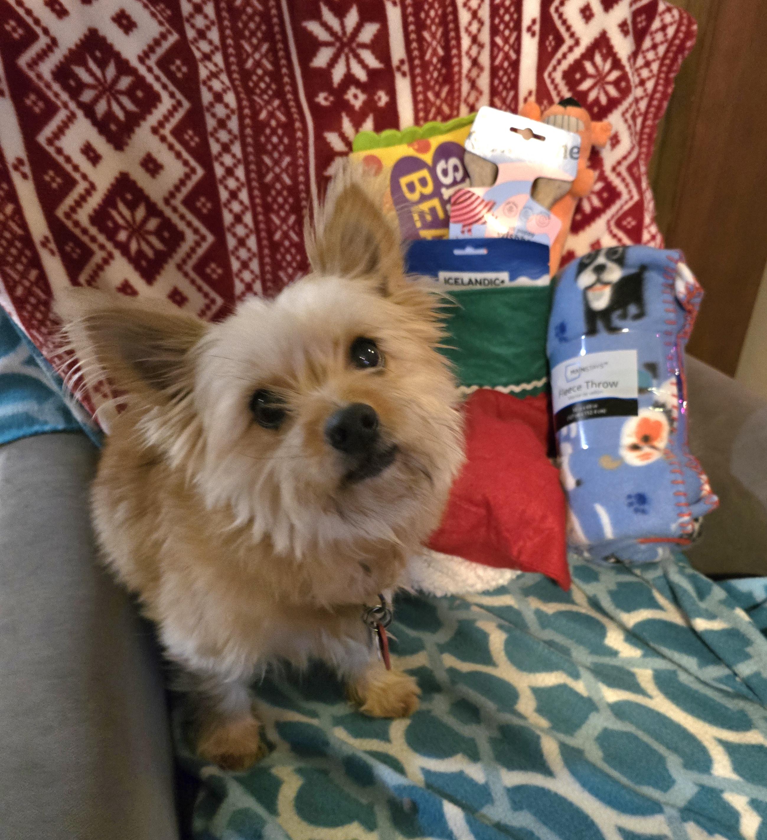 Enlarge Lilly, a ADOPTABLE mixed breed in Jamestown, ND image 3/6