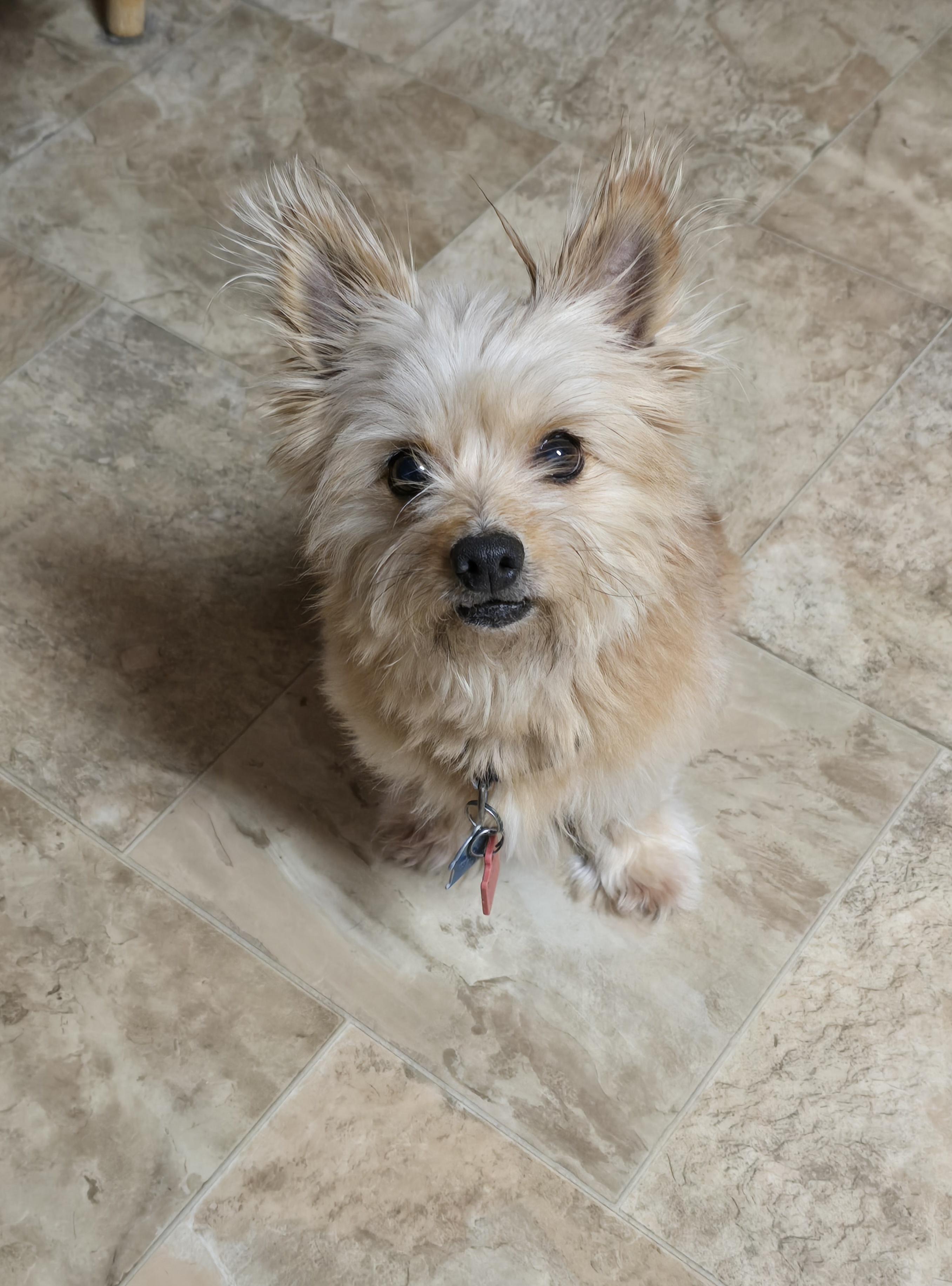 Enlarge Lilly, a ADOPTABLE mixed breed in Jamestown, ND image 5/6