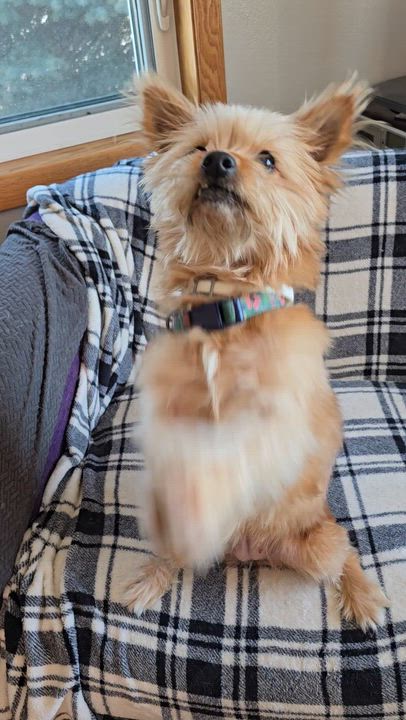 Enlarge Lilly, a ADOPTABLE mixed breed in Jamestown, ND video 6/6