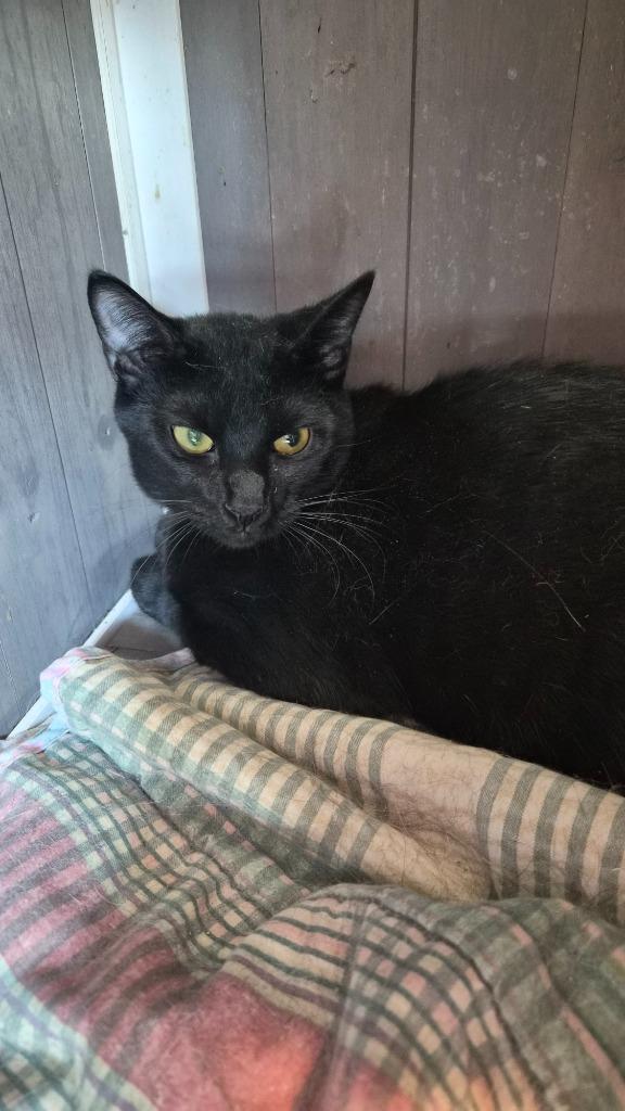 Enlarge Jelly Bean, a Adoptable mixed breed in Athens, TN image 1/1