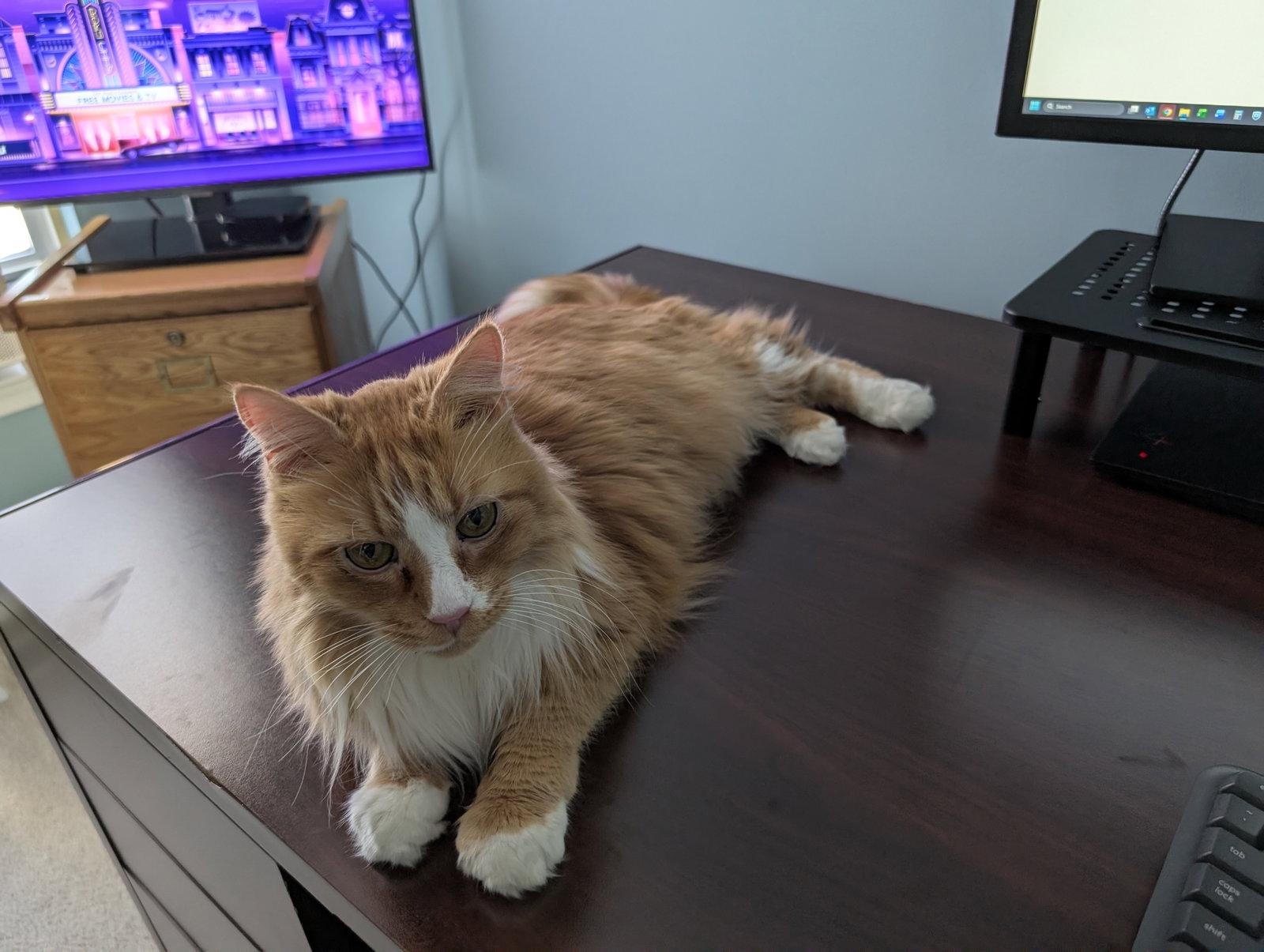 Cheddar, Adoptable, Senior Male Maine Coon & Domestic Medium Hair.