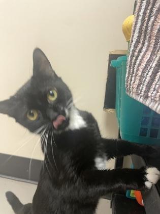 Enlarge Submarine, an adopted mixed breed in Bellingham, WA image 4/4