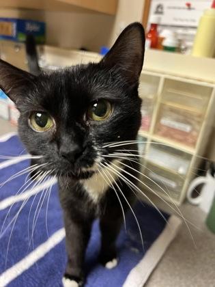 Enlarge Submarine, an adopted mixed breed in Bellingham, WA image 2/4