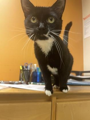 Enlarge Submarine, an adopted mixed breed in Bellingham, WA image 3/4