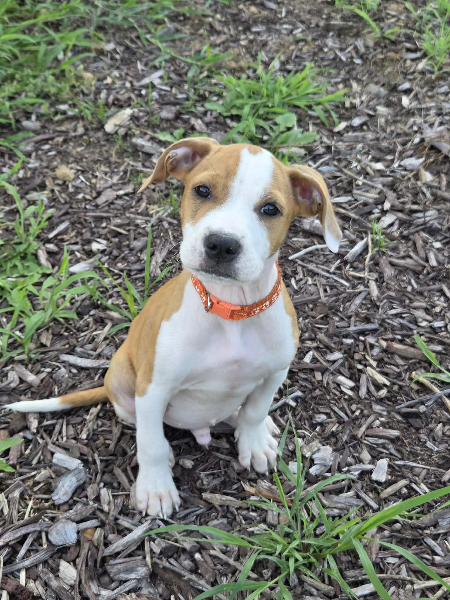 Sincere, an adopted mixed breed in McHenry, IL image 1/2