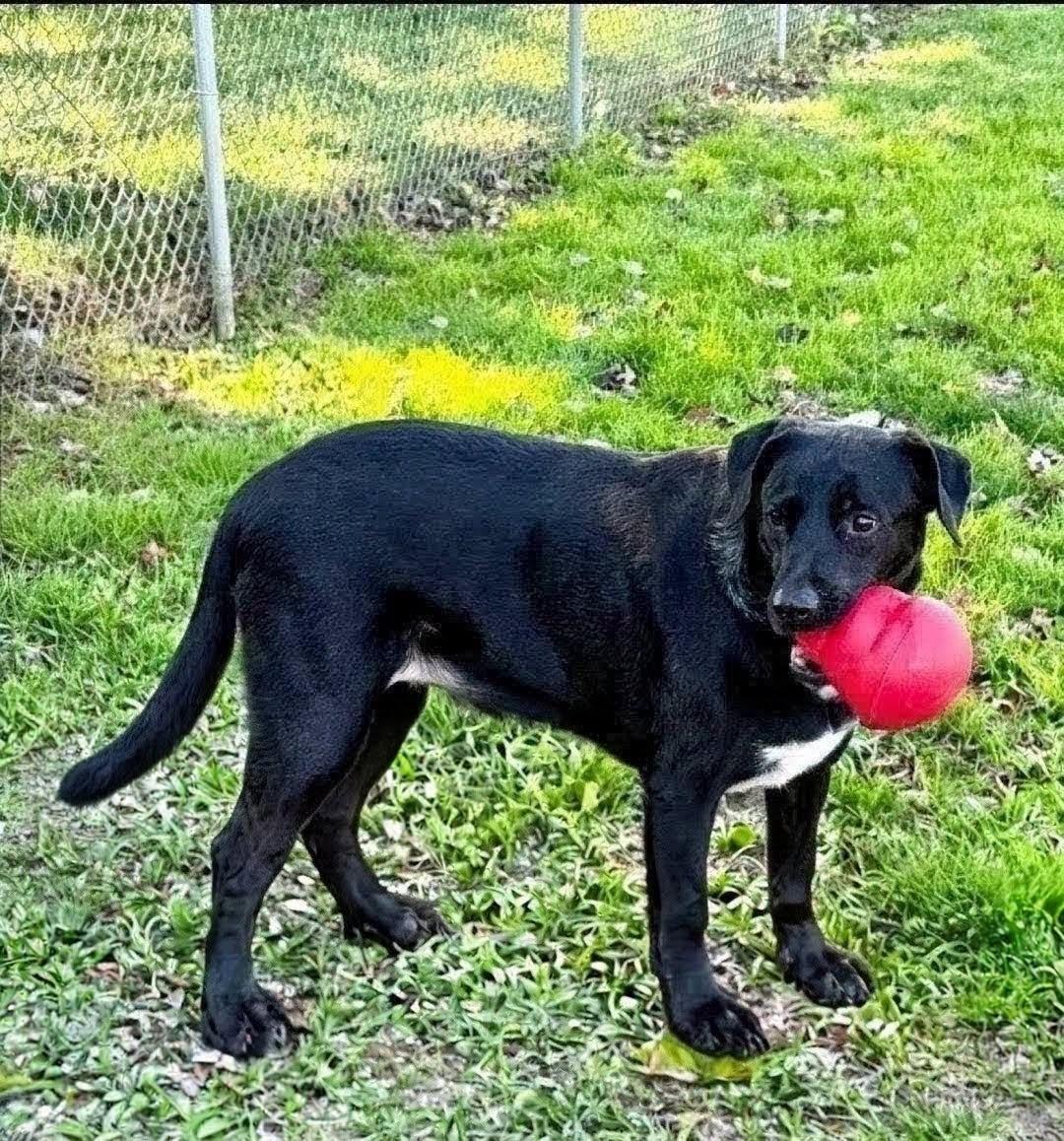 Hannah and Holly, Adoptable, Senior Female Labrador Retriever & Retriever.