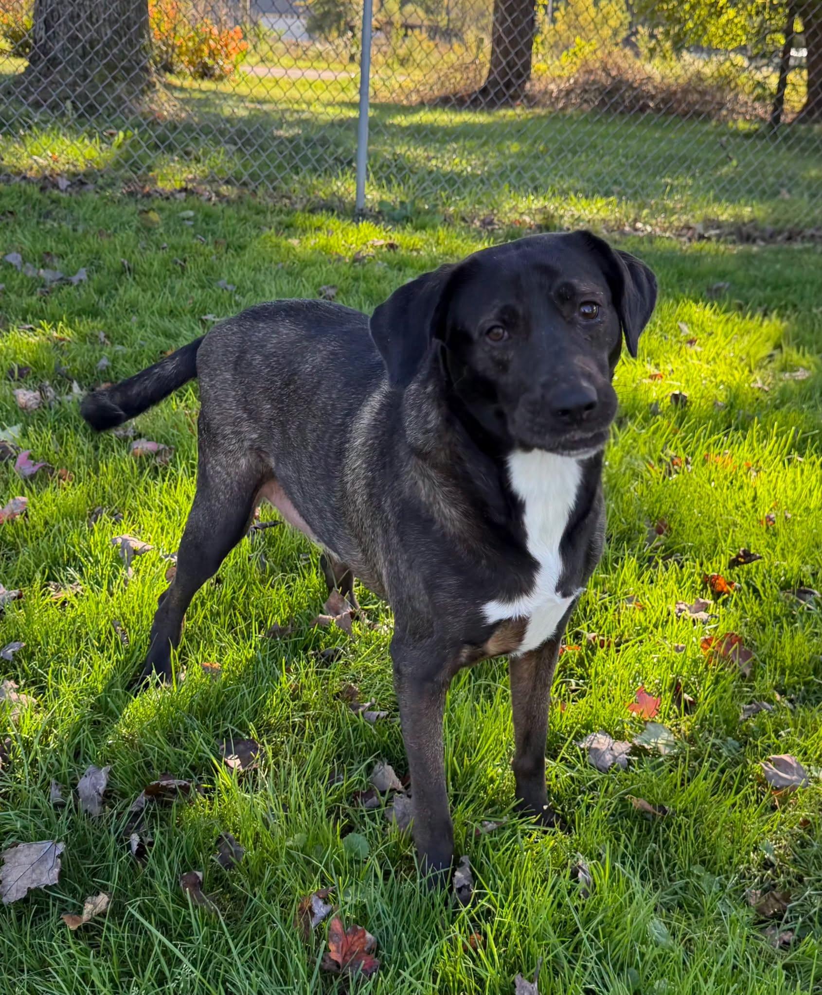 Enlarge Hannah, a Adoptable mixed breed in East Sparta, OH image 2/2