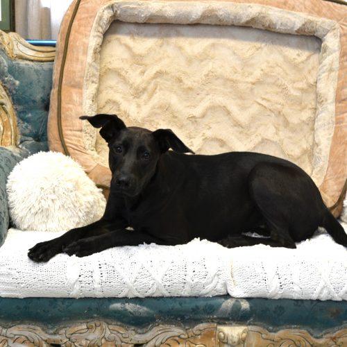 Miss Minnie, Adoptable, Young Female Black Labrador Retriever & Great Dane.
