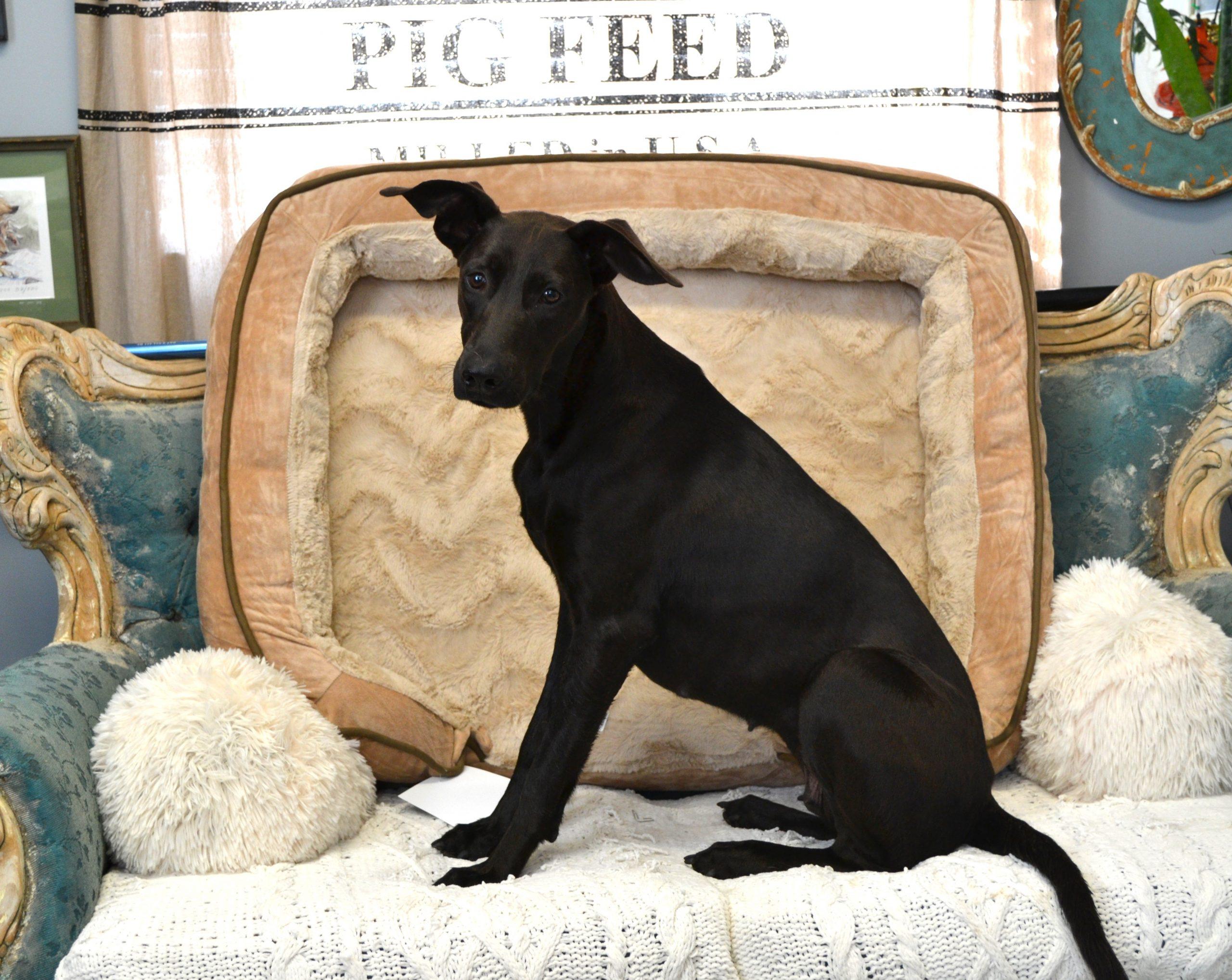 Enlarge Miss Minnie, a Adoptable mixed breed in Jackson, LA image 2/3