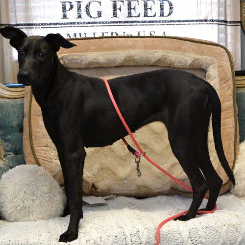 Enlarge Miss Minnie, a Adoptable mixed breed in Jackson, LA image 3/3