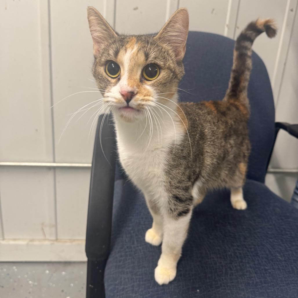 Enlarge Sadie, a Adoptable Domestic Short Hair in Jeffersonville, IN image 1/1