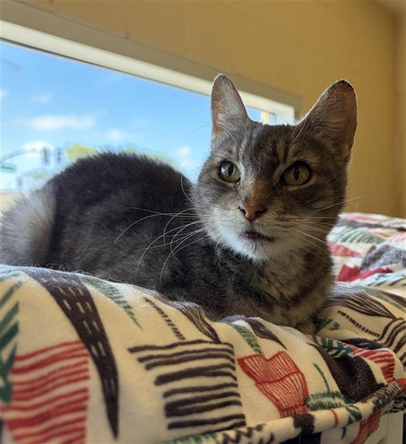 ZIVA, Adoptable, Senior Female Domestic Short Hair.