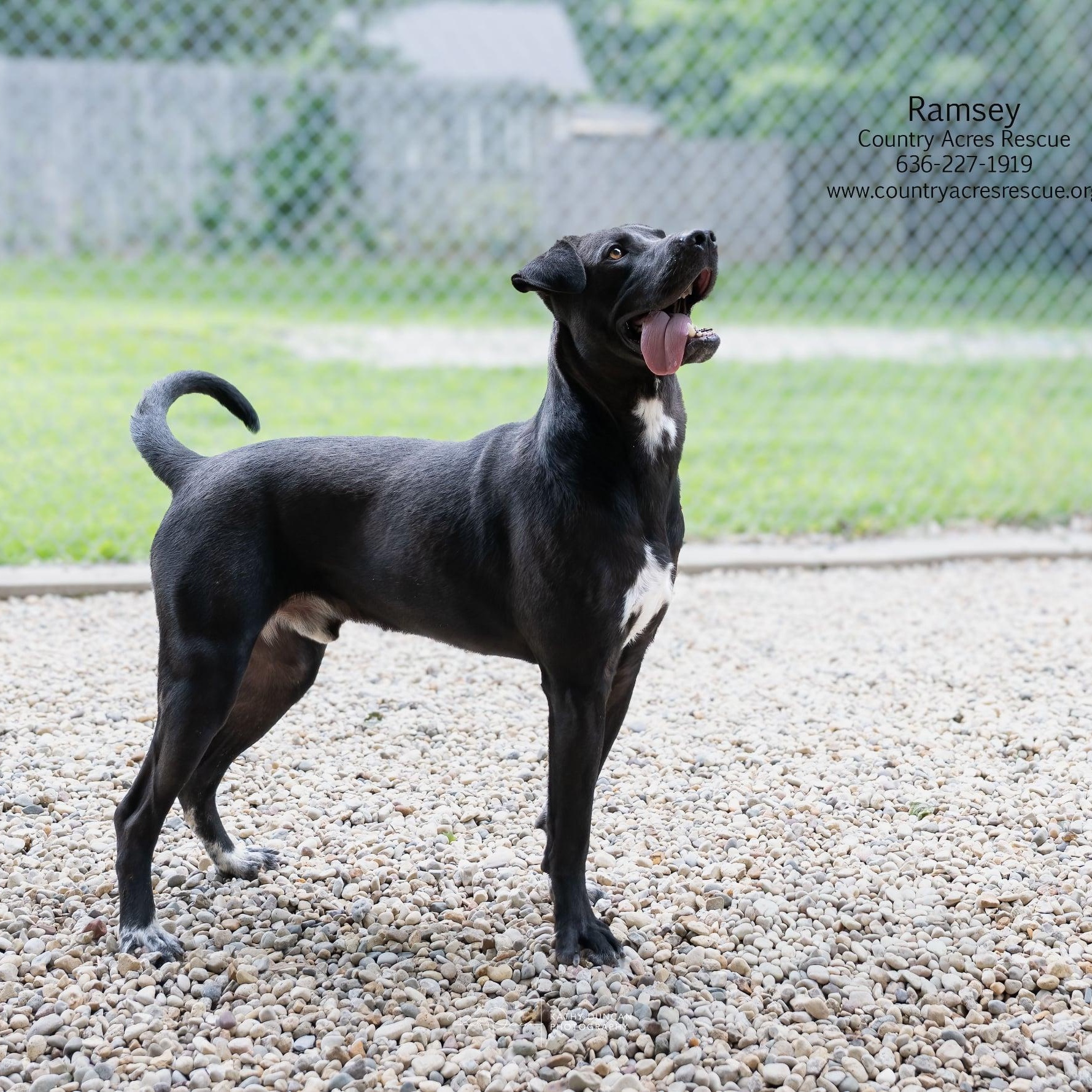 Ramsey, a ADOPTABLE mixed breed in Manchester, MO image 4/6