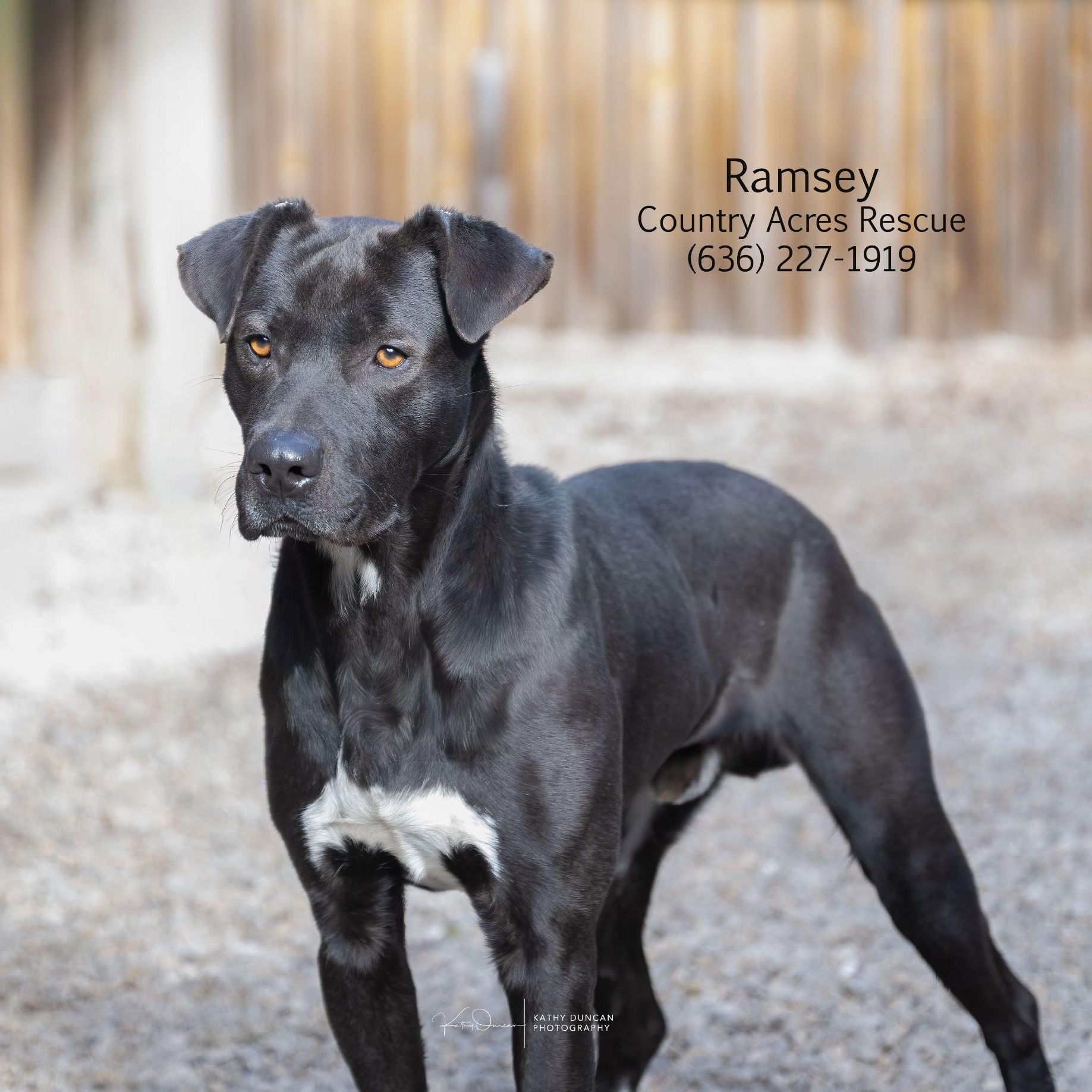 Ramsey, ADOPTABLE, Young Male Retriever.