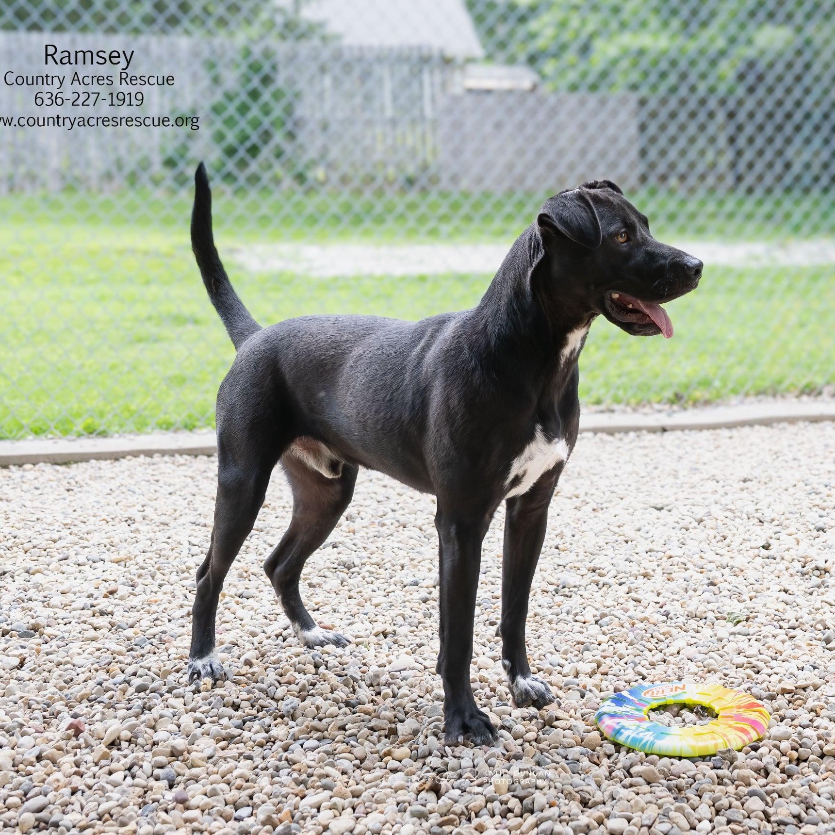 Ramsey, a ADOPTABLE mixed breed in Manchester, MO image 6/6