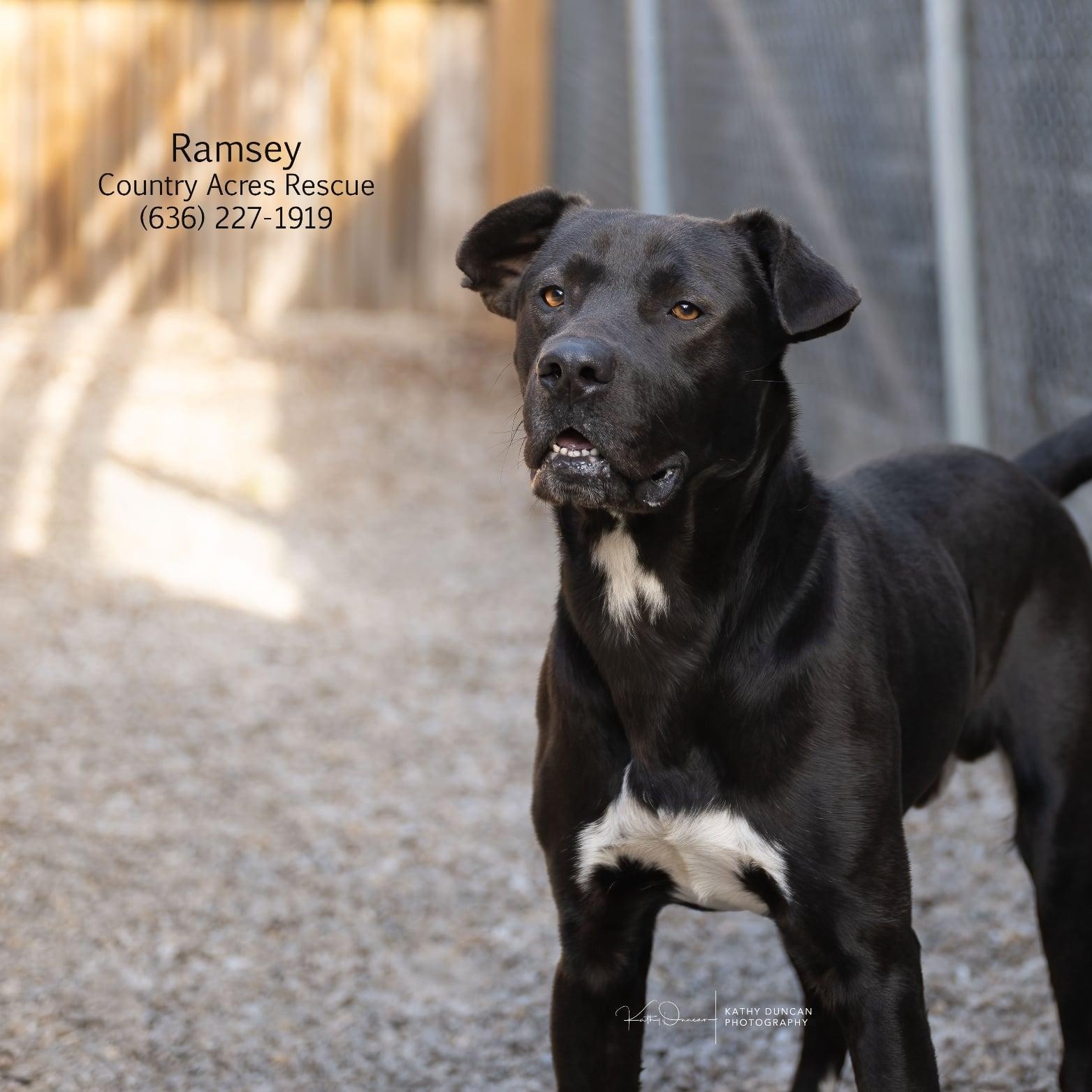 Ramsey, a ADOPTABLE mixed breed in Manchester, MO image 3/3
