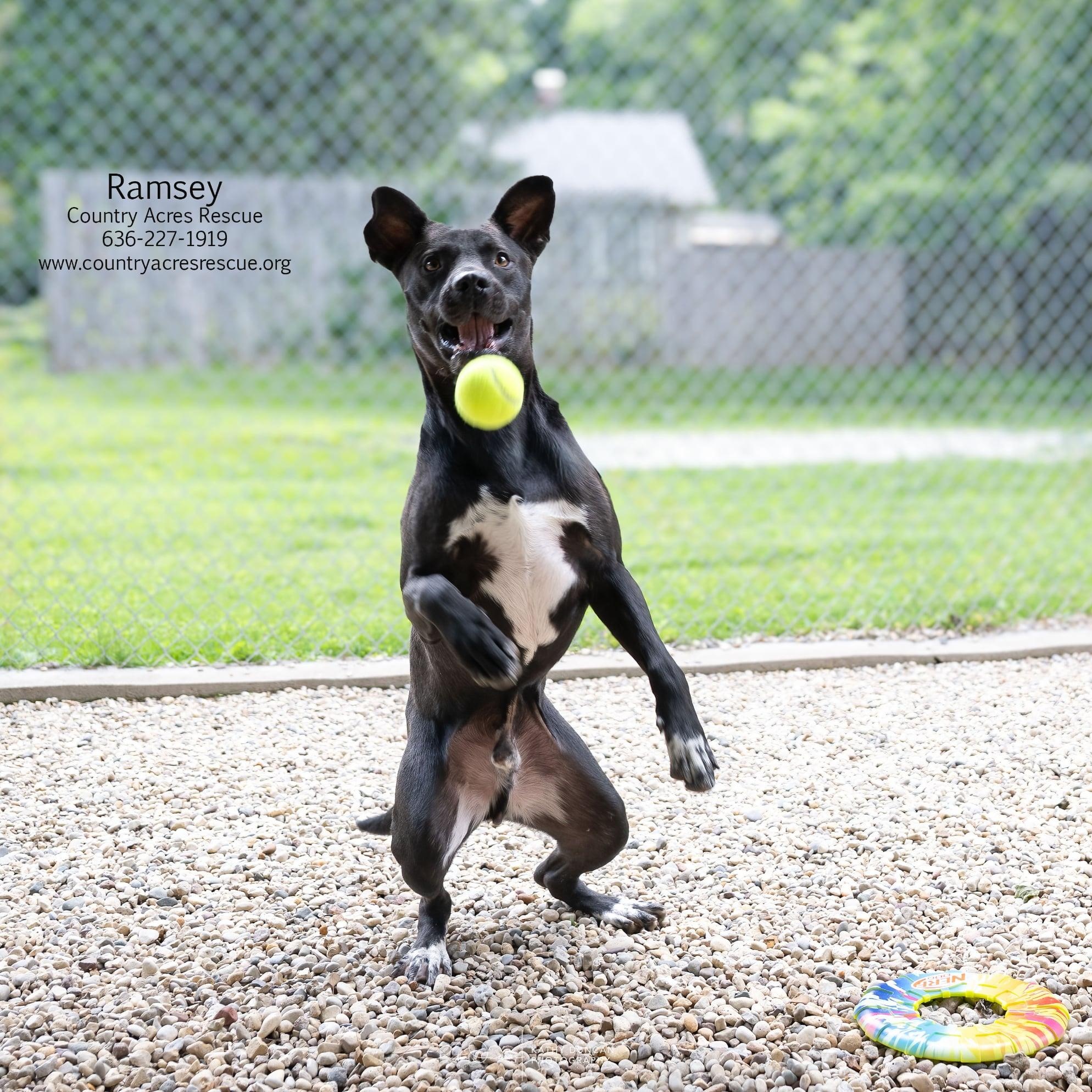 Ramsey, a ADOPTABLE mixed breed in Manchester, MO image 2/6
