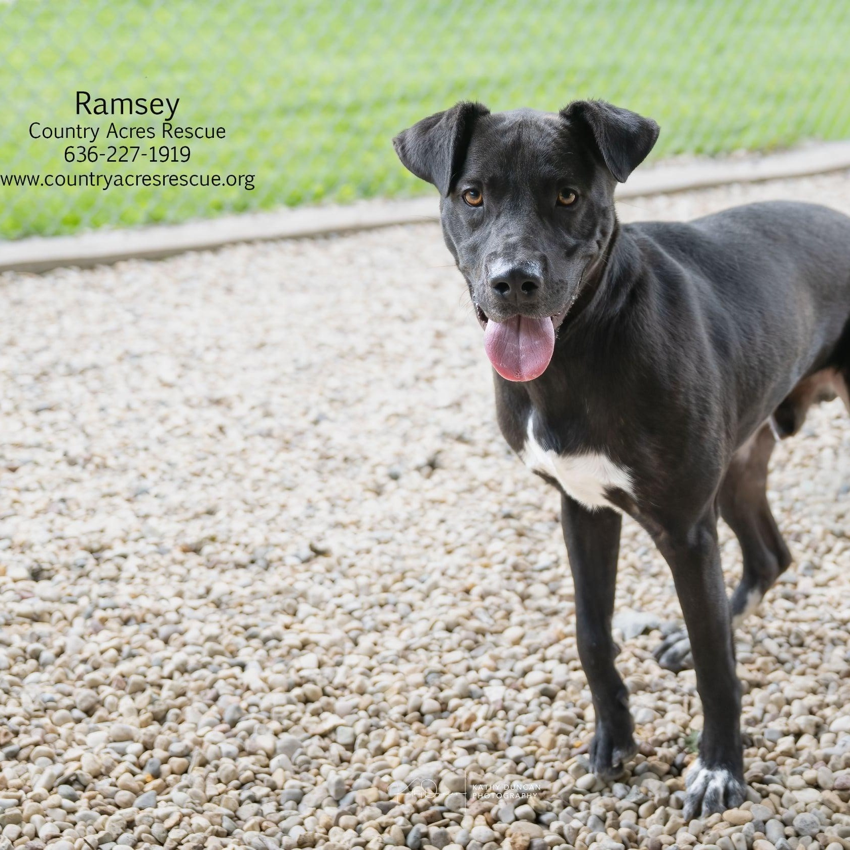 Ramsey, a ADOPTABLE mixed breed in Manchester, MO image 5/6