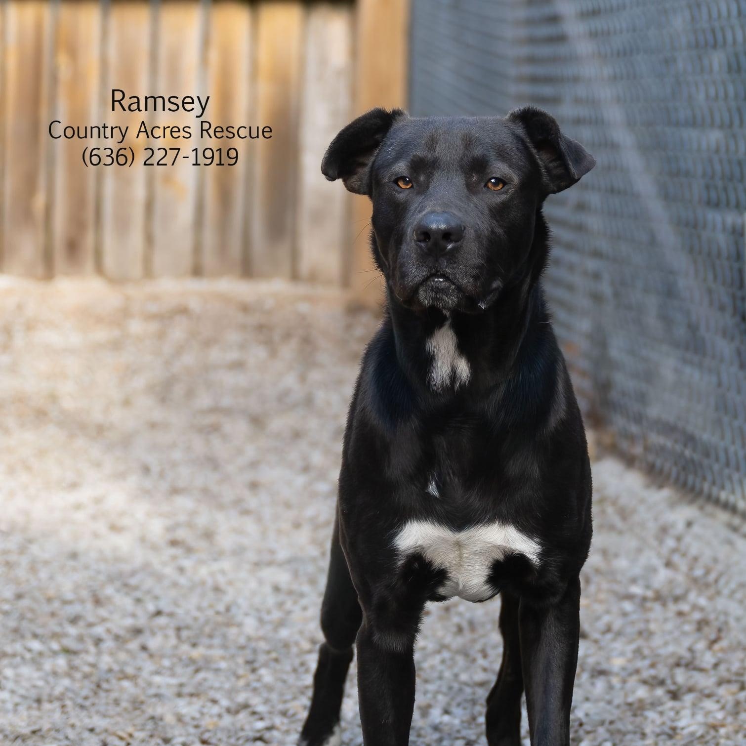 Ramsey, a ADOPTABLE mixed breed in Manchester, MO image 2/3