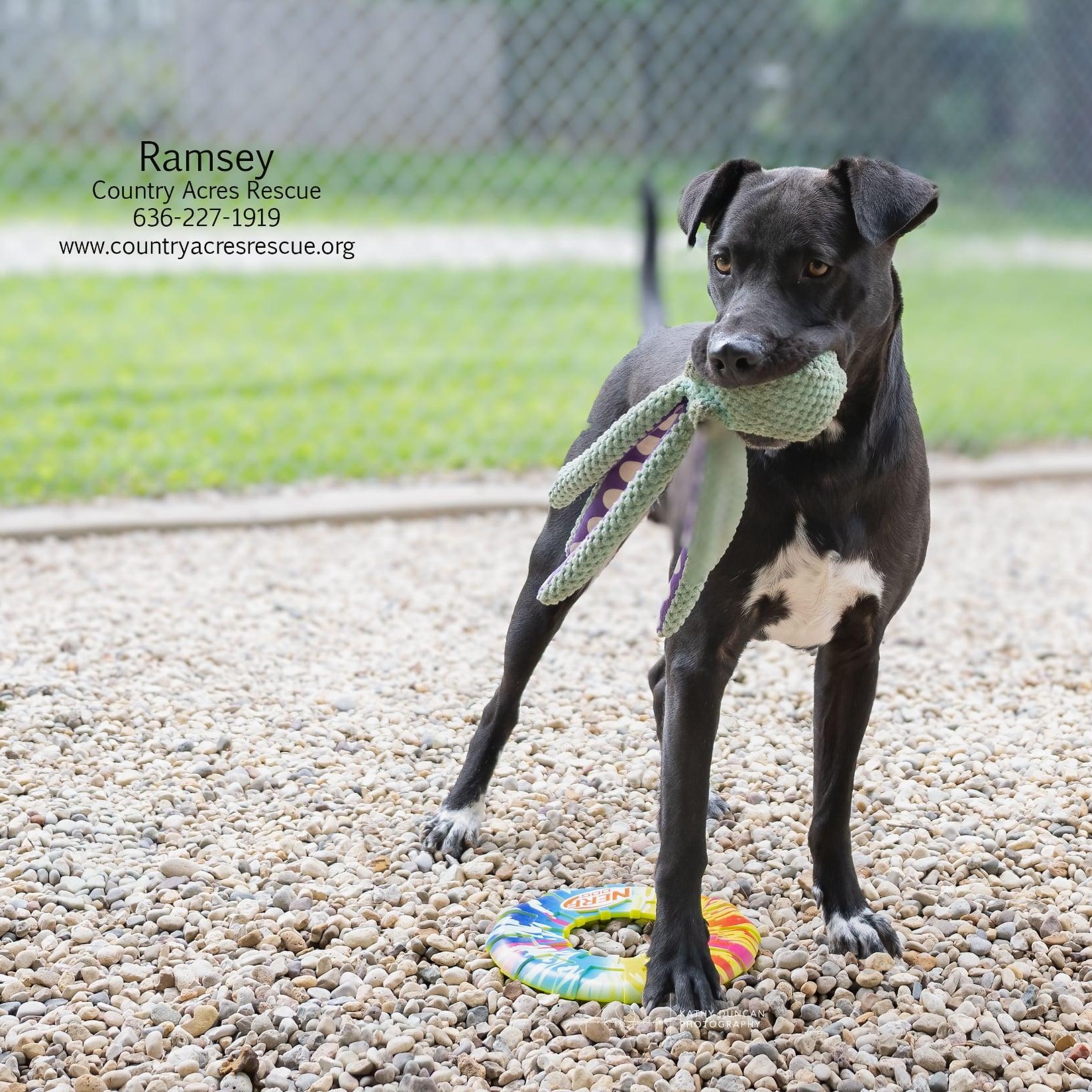 Ramsey, ADOPTABLE, Young Male Retriever.