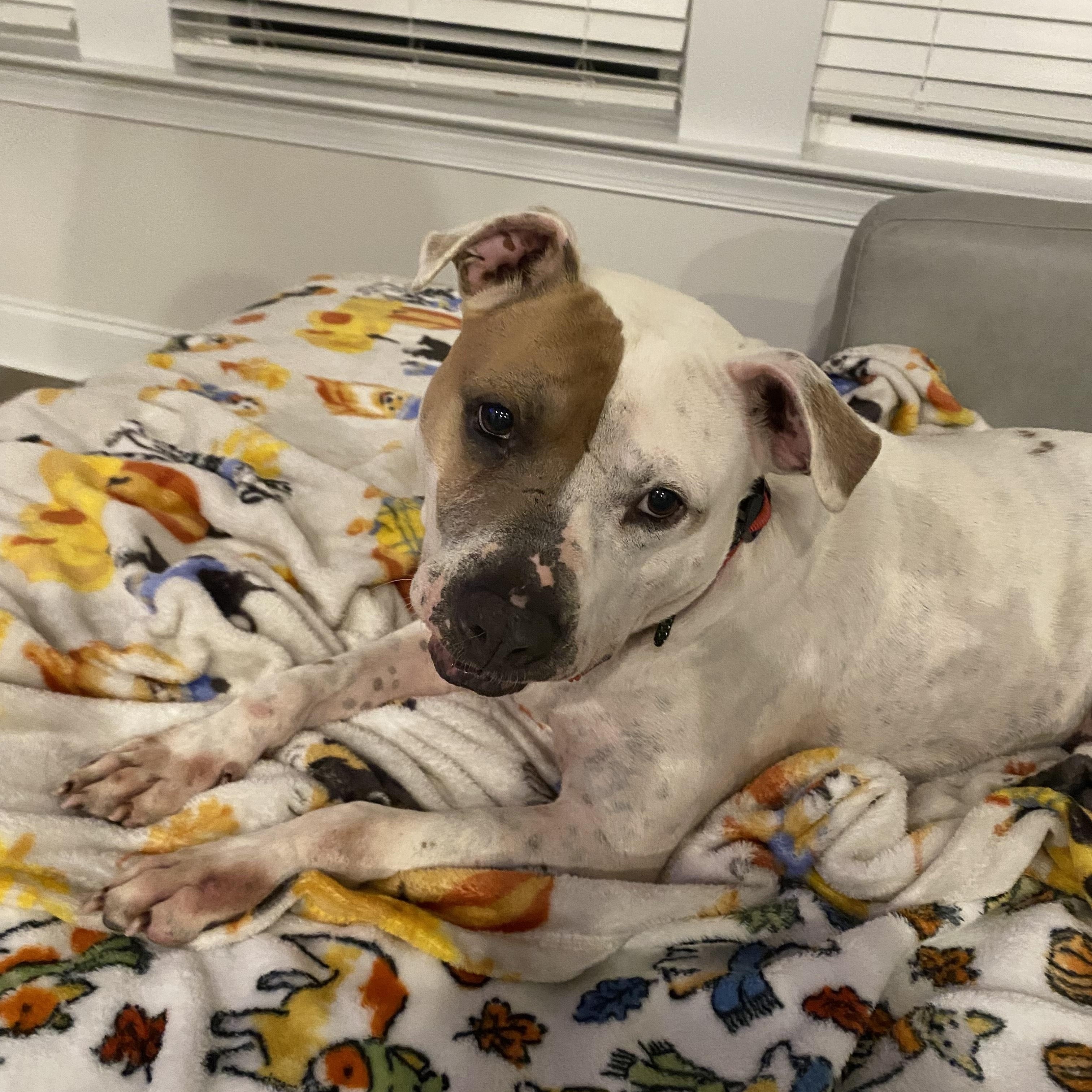 Enlarge ROSCOE, a Adoptable mixed breed in Newborn, GA image 2/6