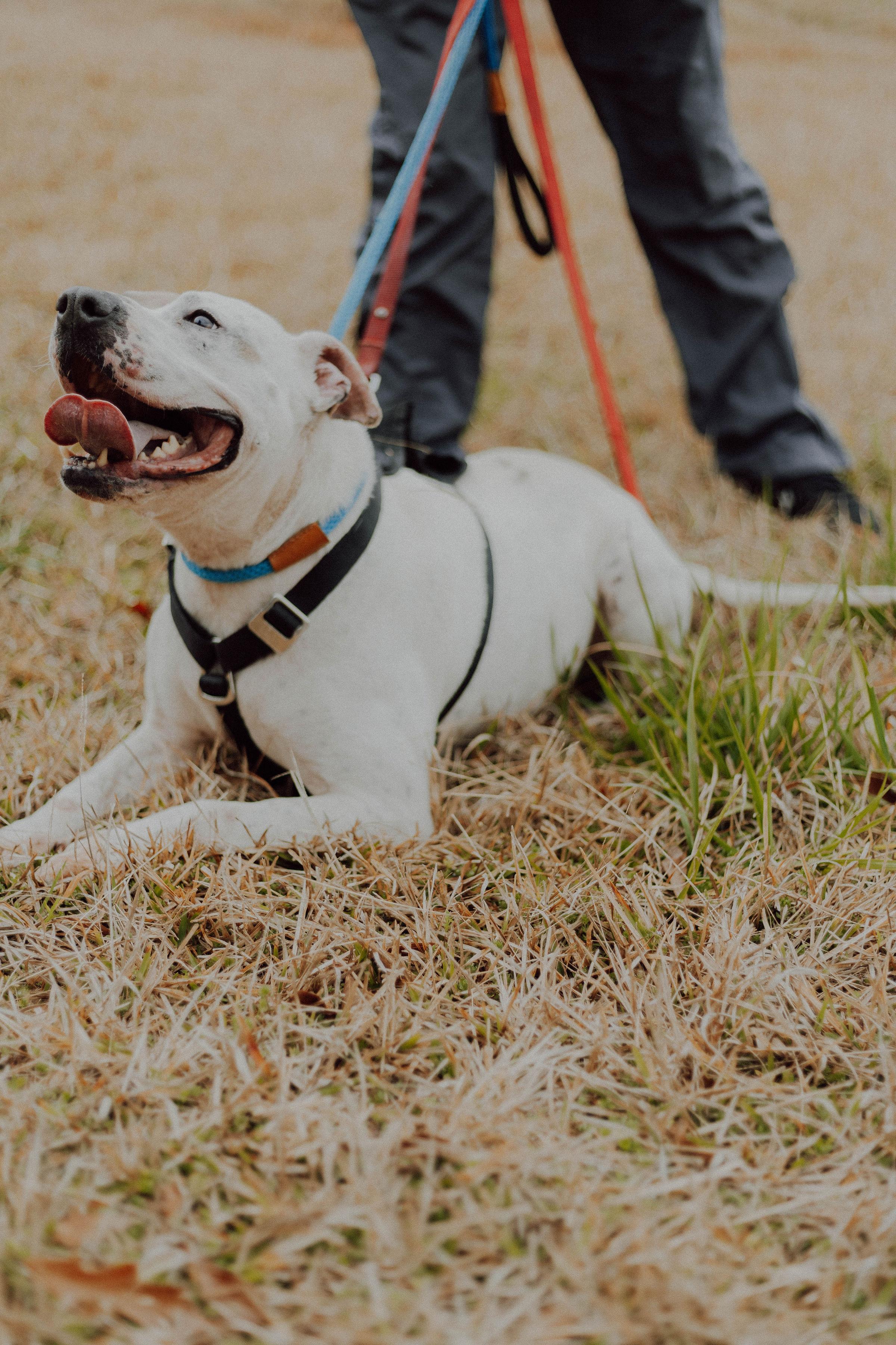 Enlarge ROSCOE, a Adoptable mixed breed in Newborn, GA image 5/6