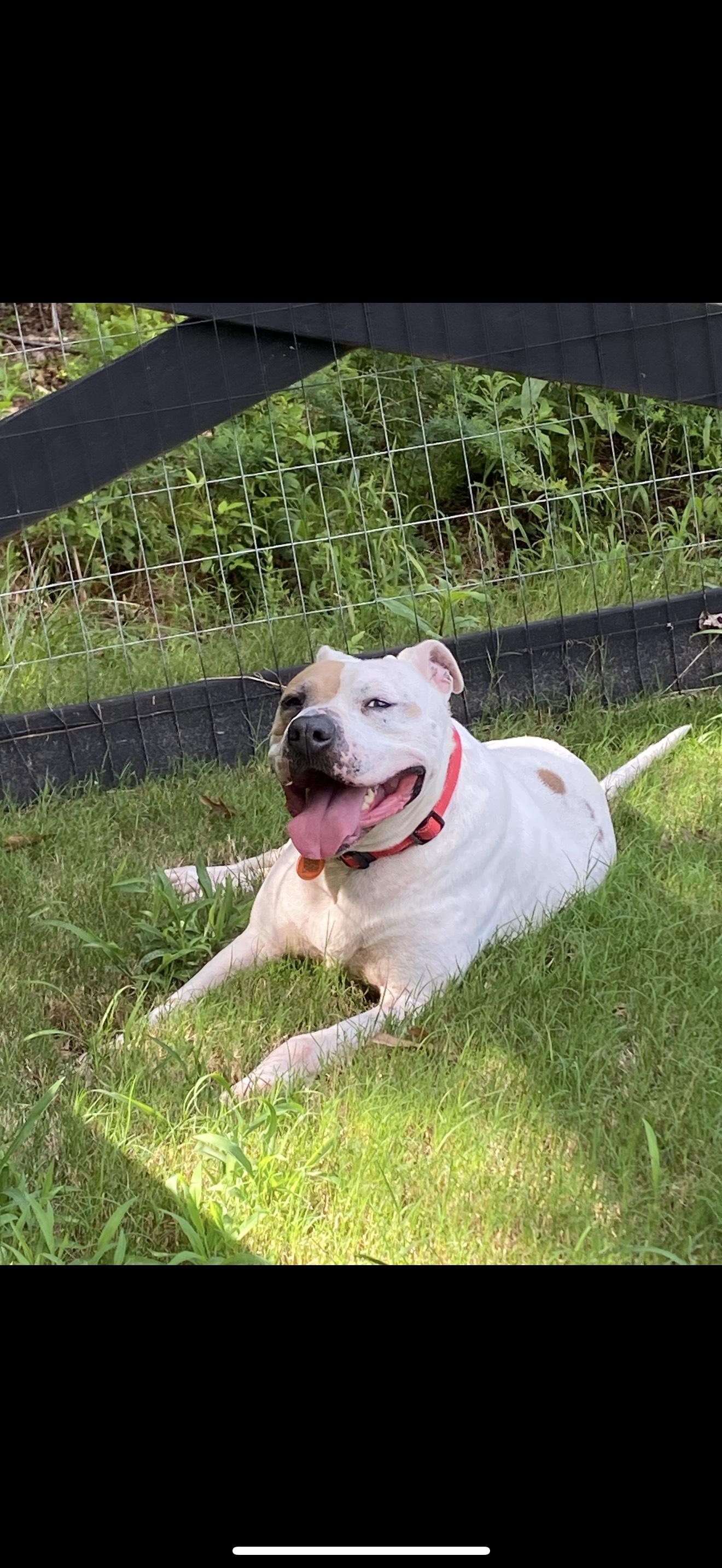 Enlarge ROSCOE, a Adoptable mixed breed in Newborn, GA image 6/6