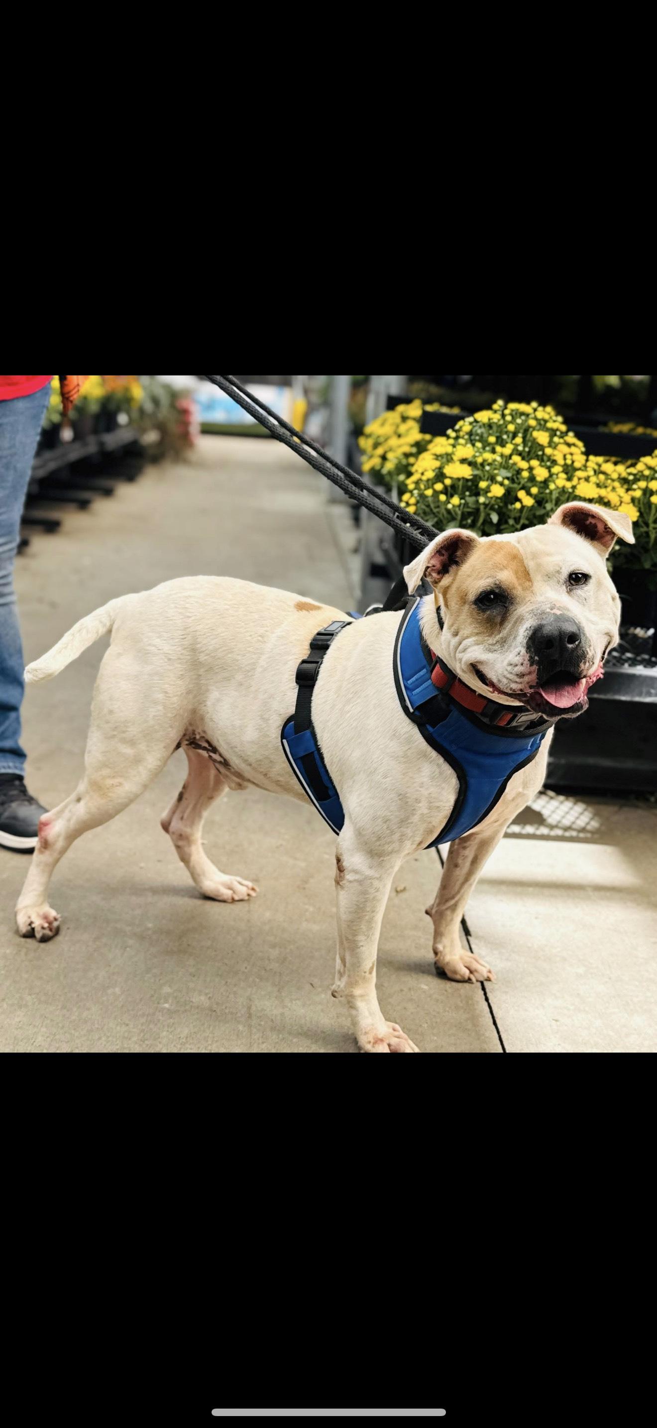 ROSCOE, Adoptable, Adult Male American Staffordshire Terrier.