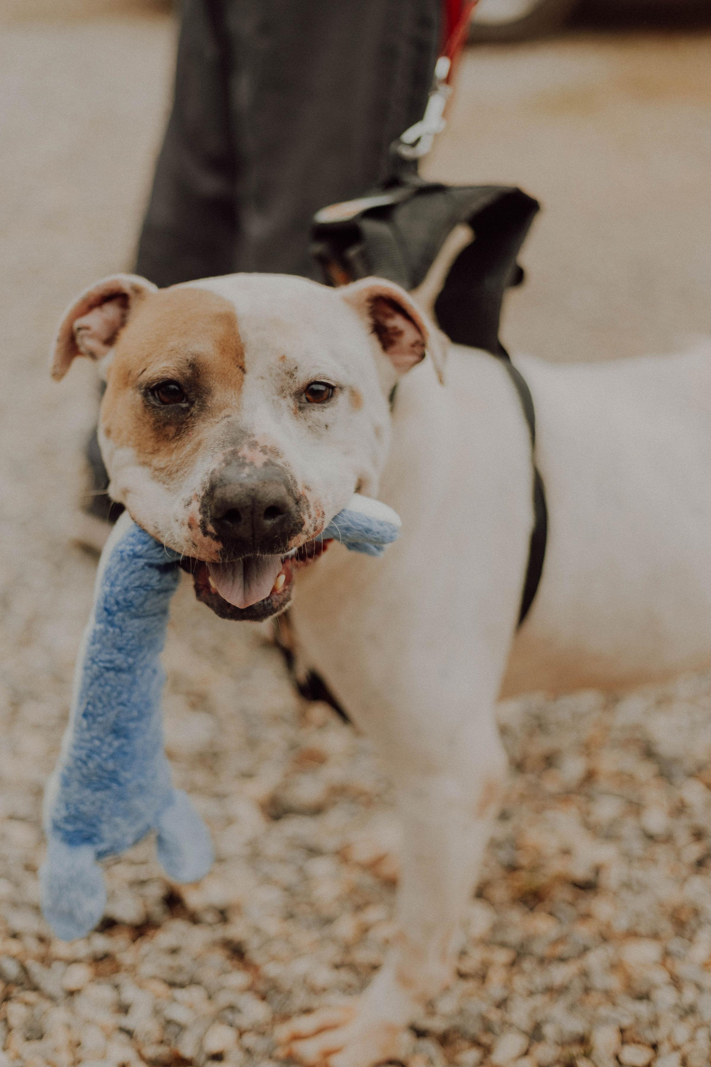 Enlarge ROSCOE, a Adoptable mixed breed in Newborn, GA image 3/6