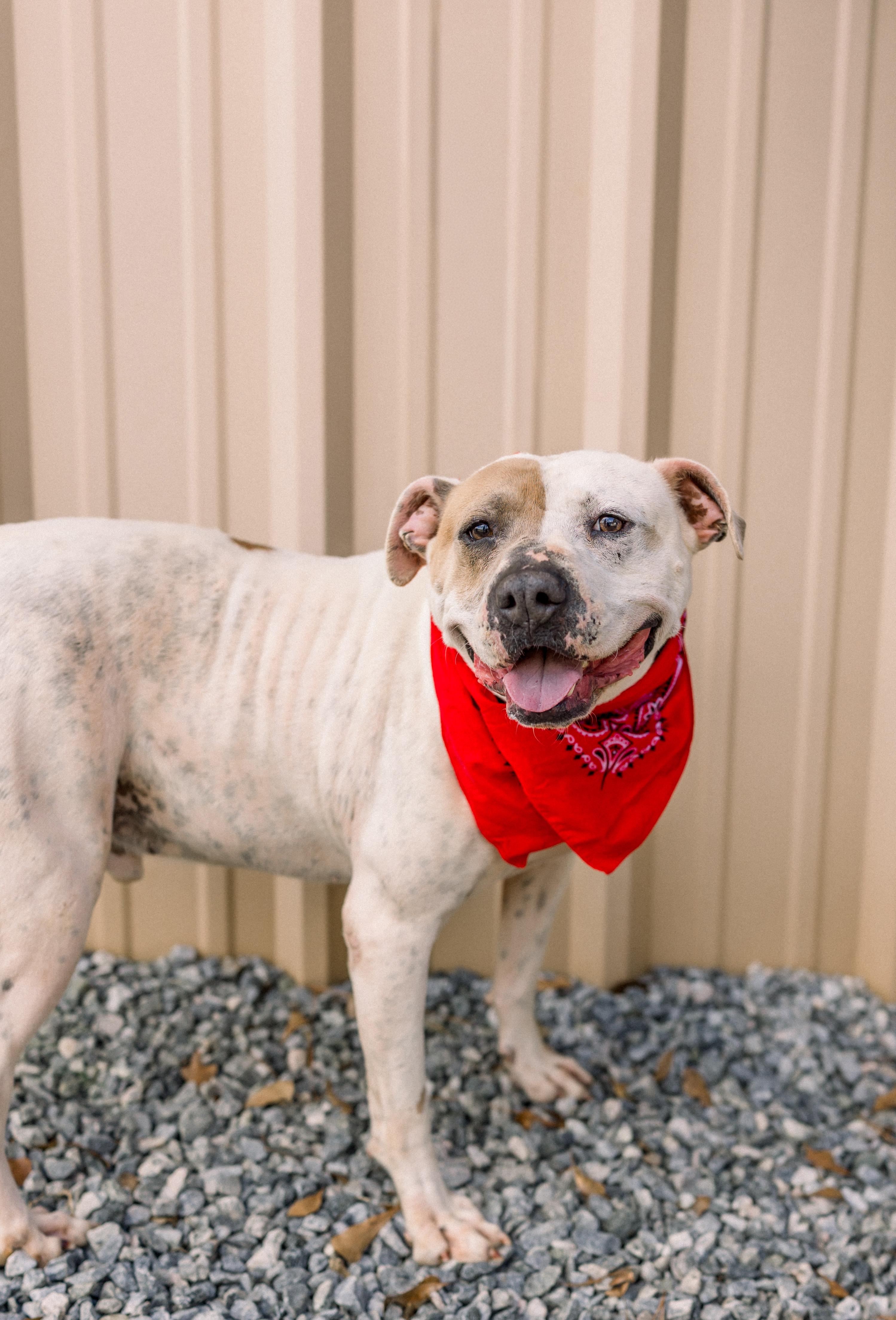 Enlarge ROSCOE, a Adoptable mixed breed in Newborn, GA image 1/6