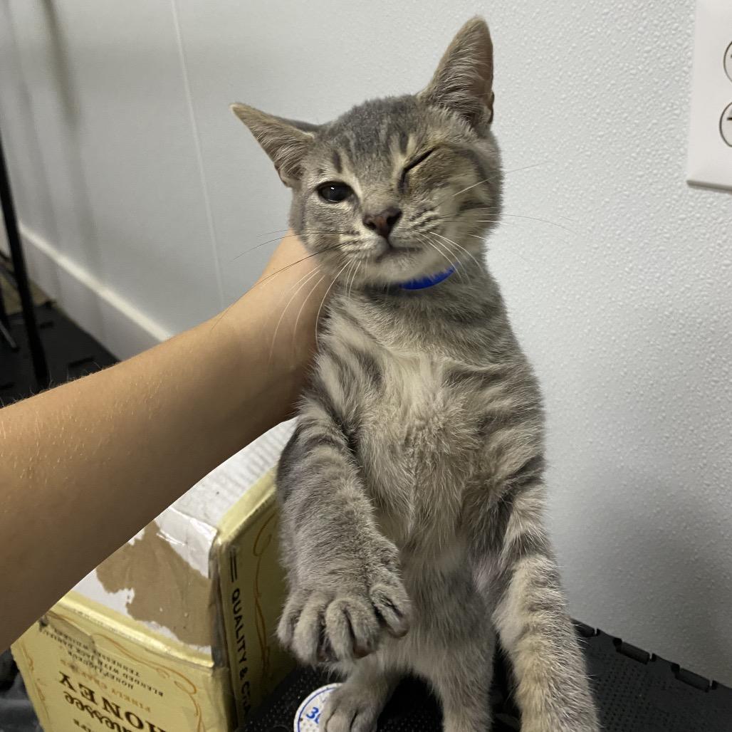 Jerry, Adoptable, Kitten Male Domestic Short Hair.