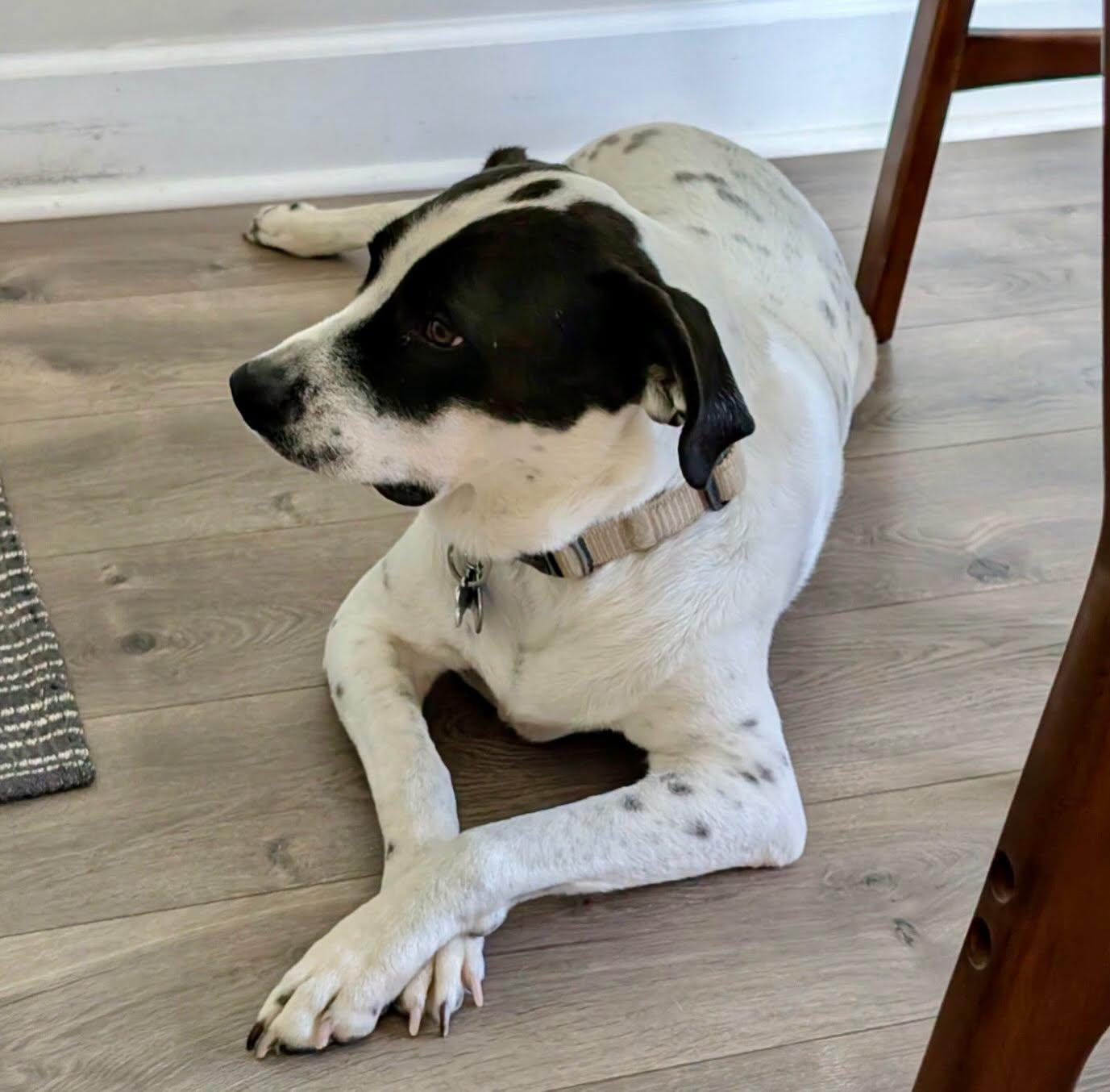 Kissa, a ADOPTABLE mixed breed in Raleigh, NC image 2/5